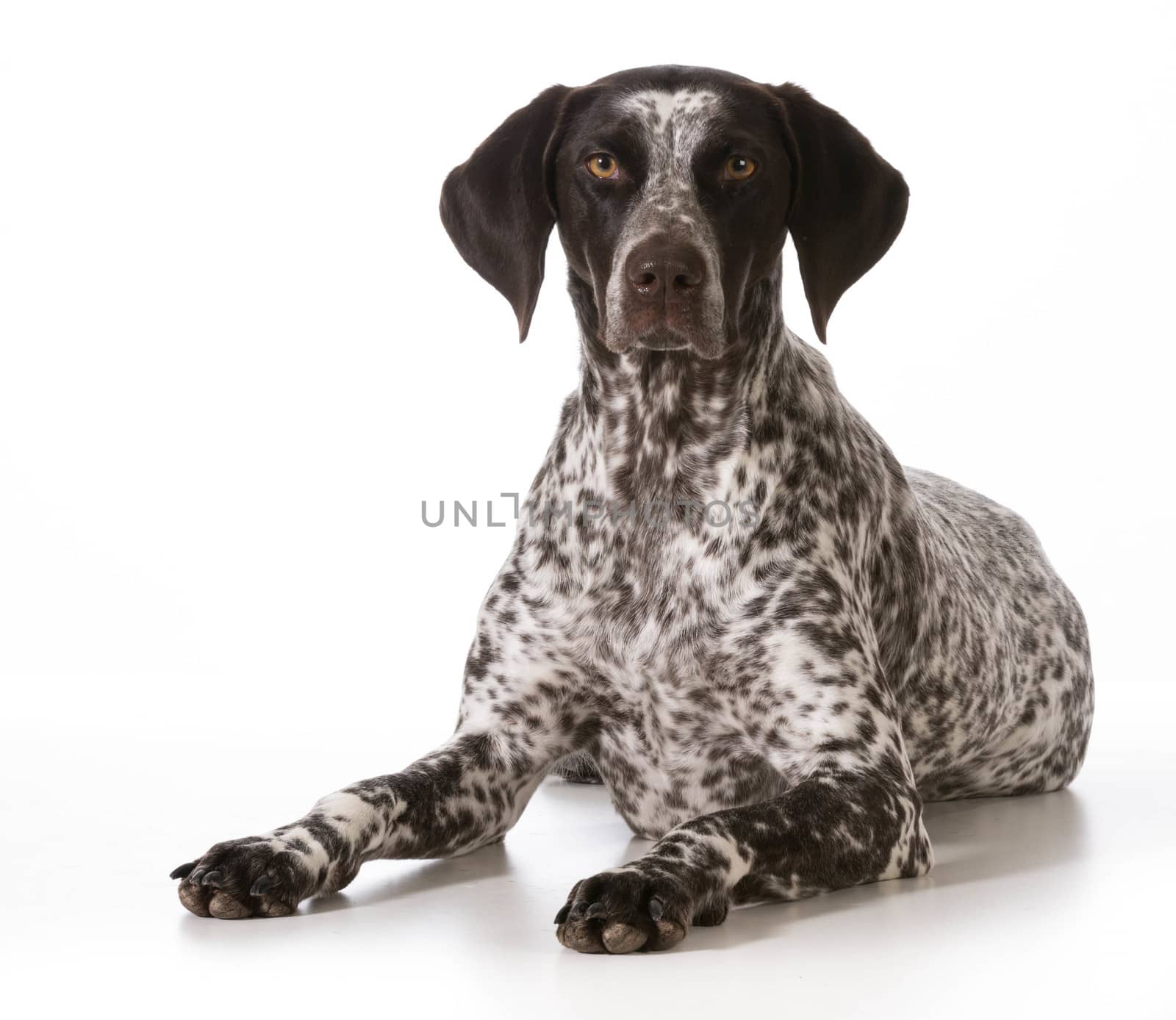 german shorthaired pointer female laying down looking at viewer isolated on white background