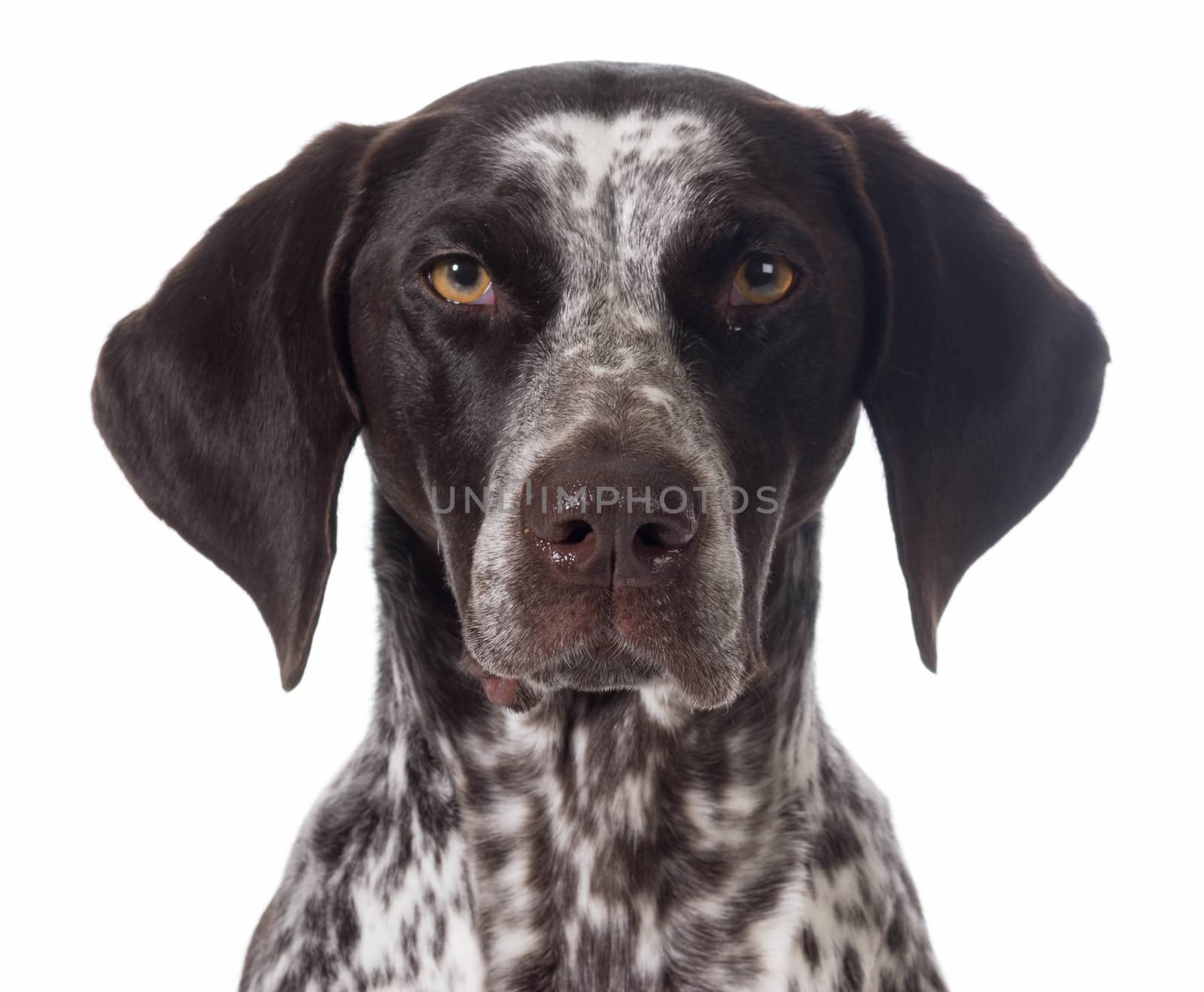 german shorthaired pointer  by willeecole123