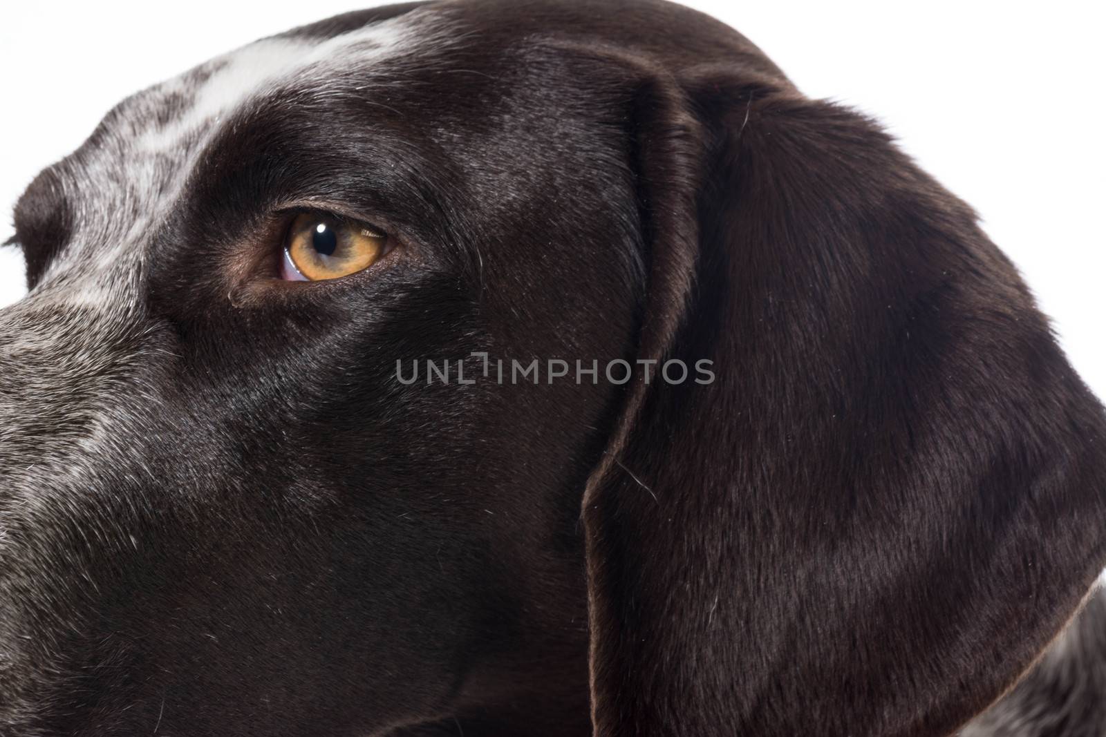 german shorthaired pointer face details