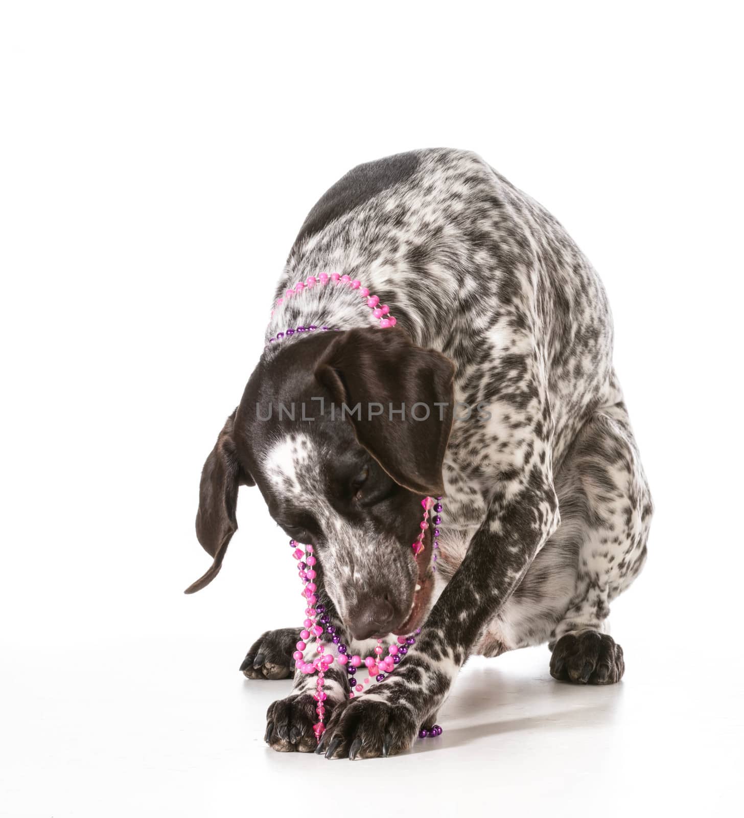 bad dog - naughty german shorthaired pointer chewing on beads isolated on white background
