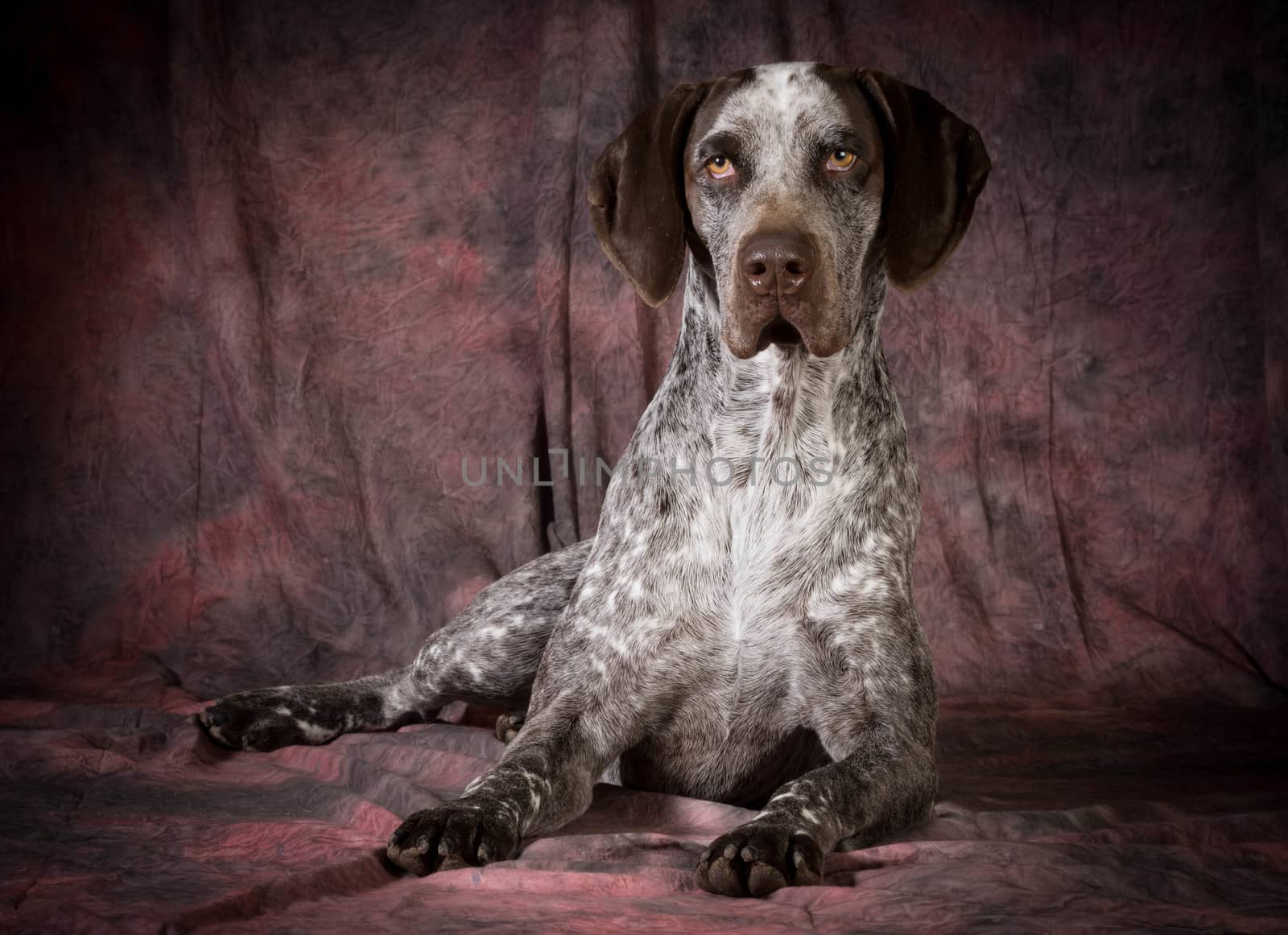 german shorthaired pointer on purple background