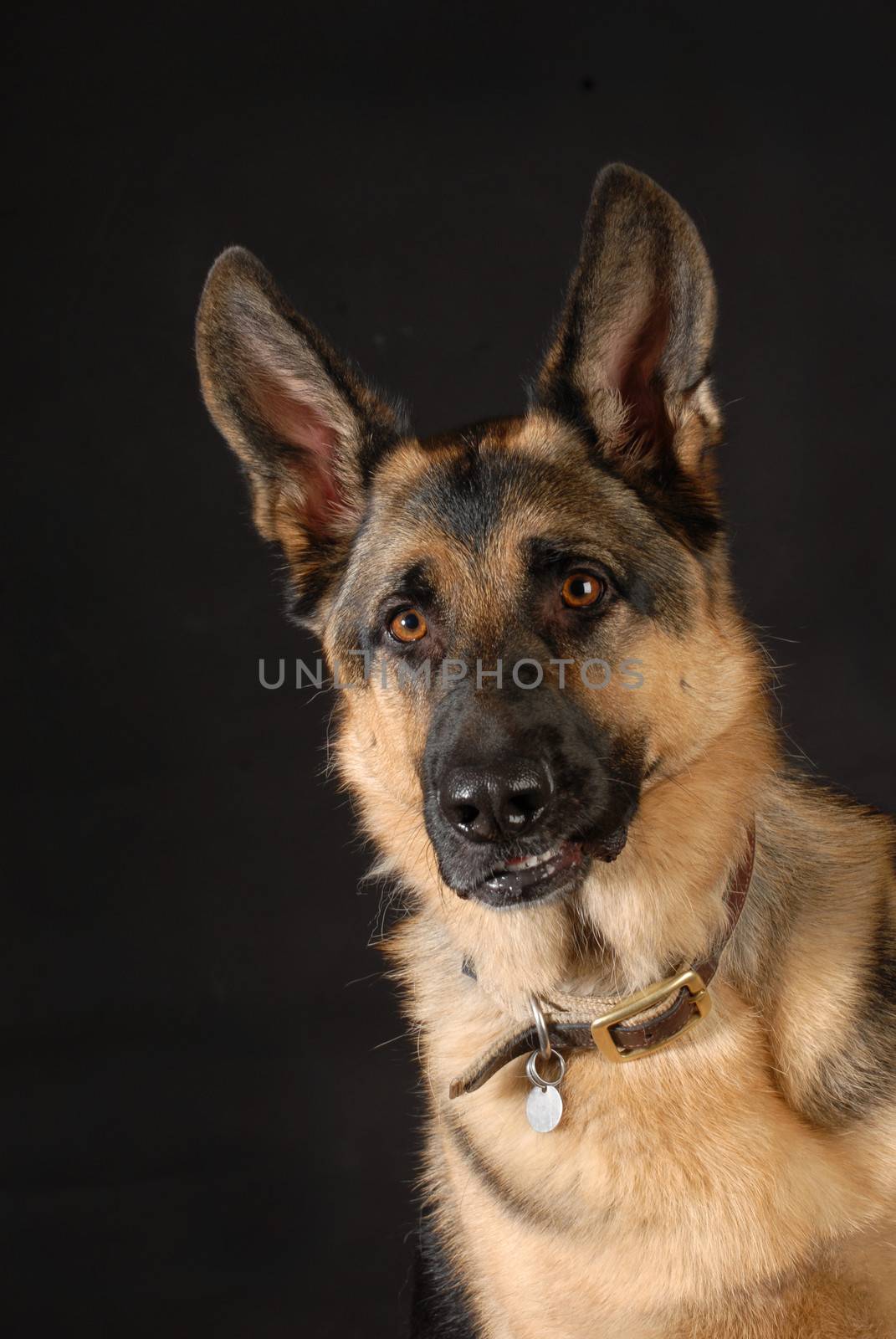 protective dog - german shepherd dog with teeth bared on black background 