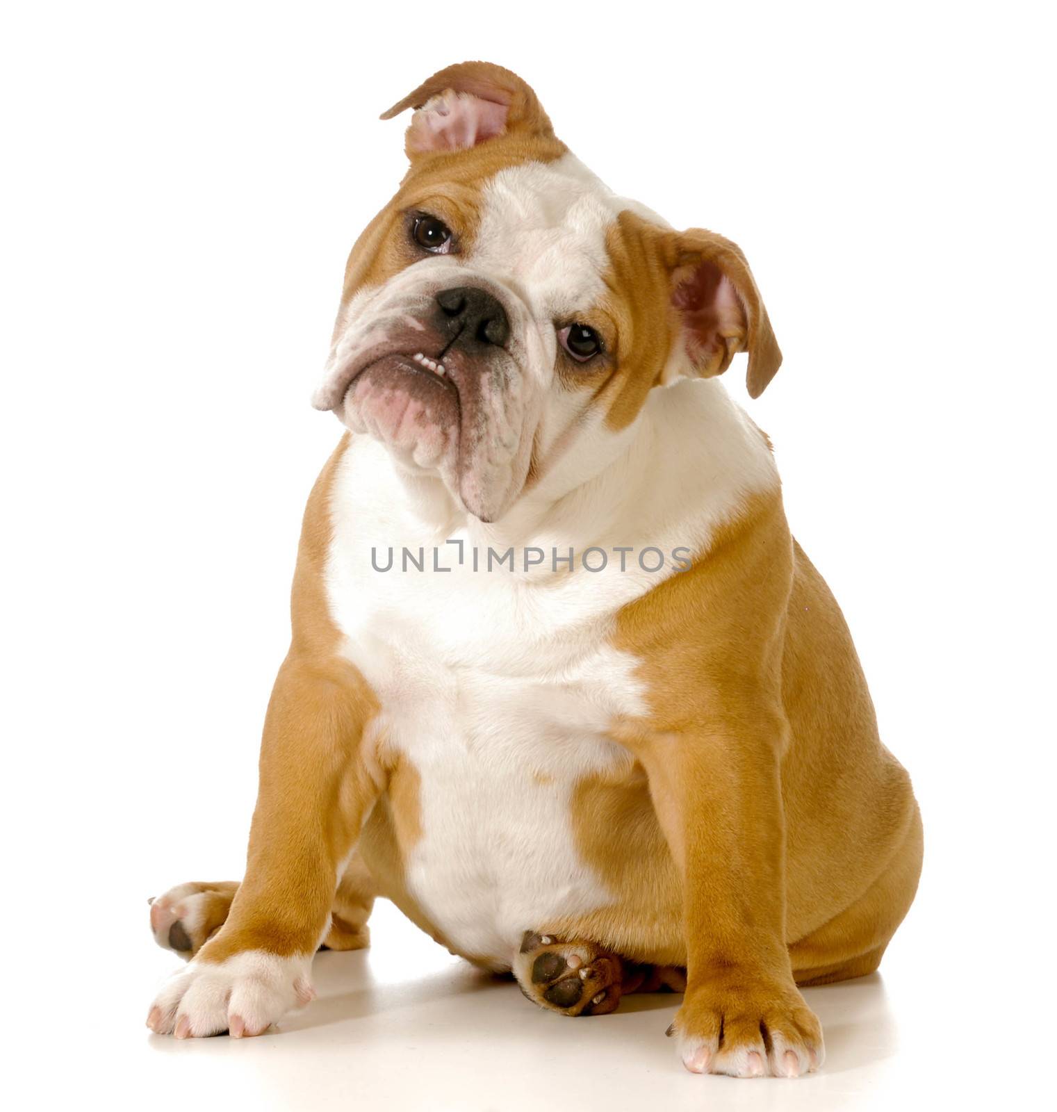 cute english bulldog puppy with head tilted to the sided isolated onwhite background