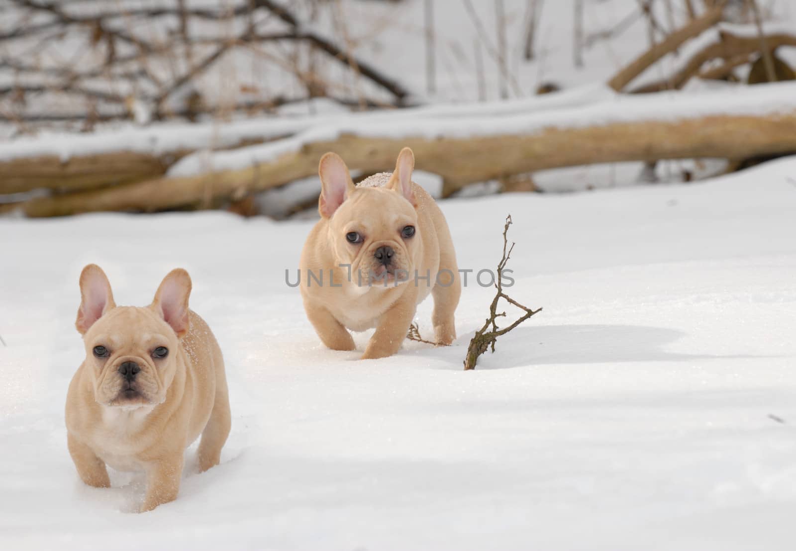 dogs in the winter - two french bulldogs out in the snow