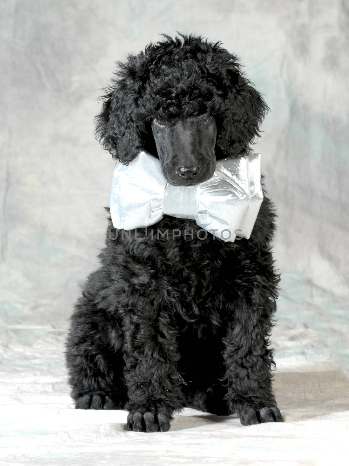handsome puppy - standard poodle puppy wearing a bowtie sitting on grey background - 8 weeks old