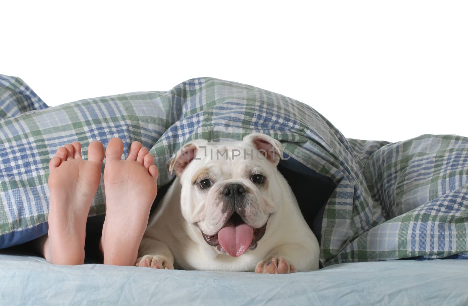 dog in bed - child's feed laying under the covers with happy english bulldog beside her isolated on white background