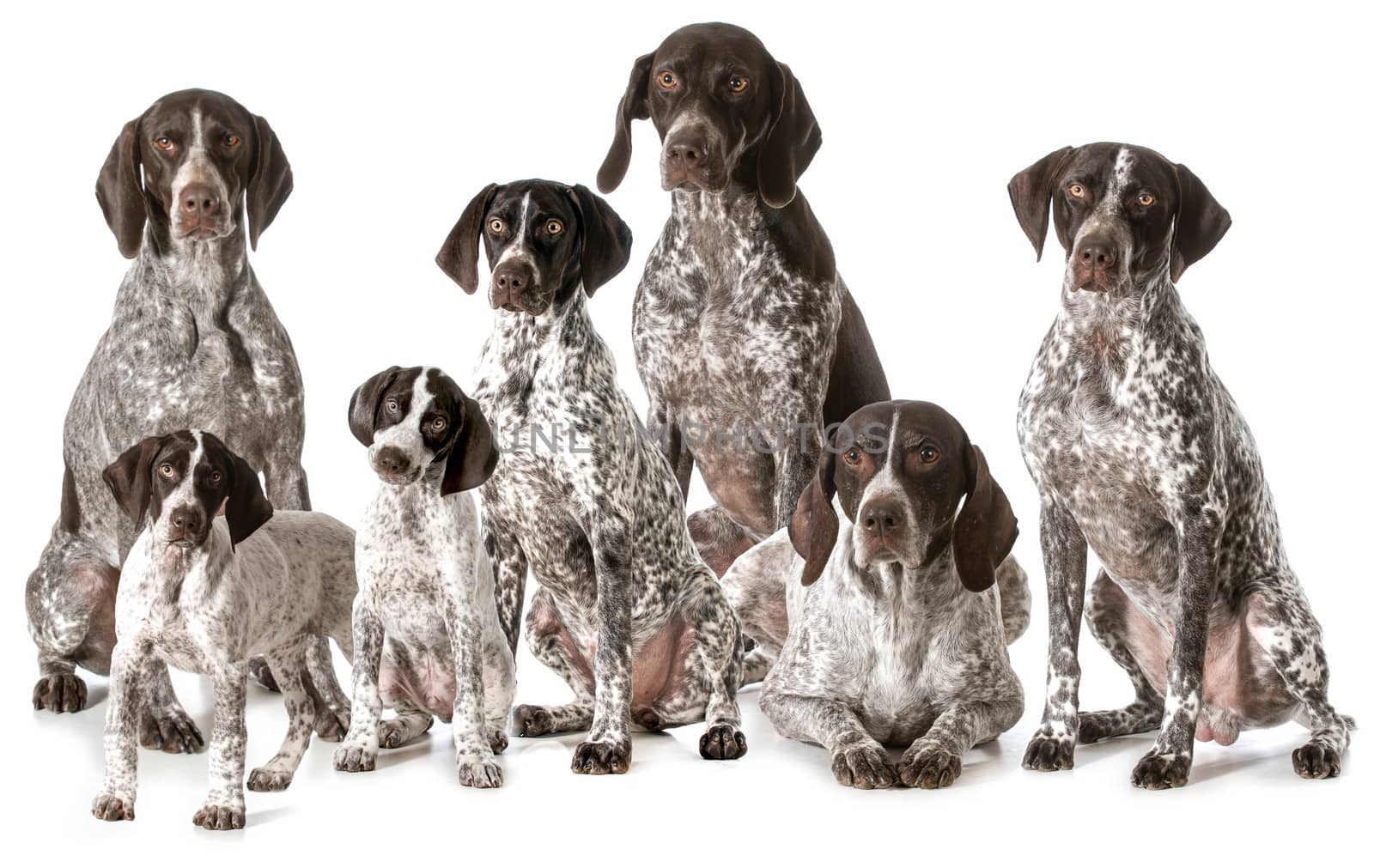 german shorthaired pointers by willeecole123