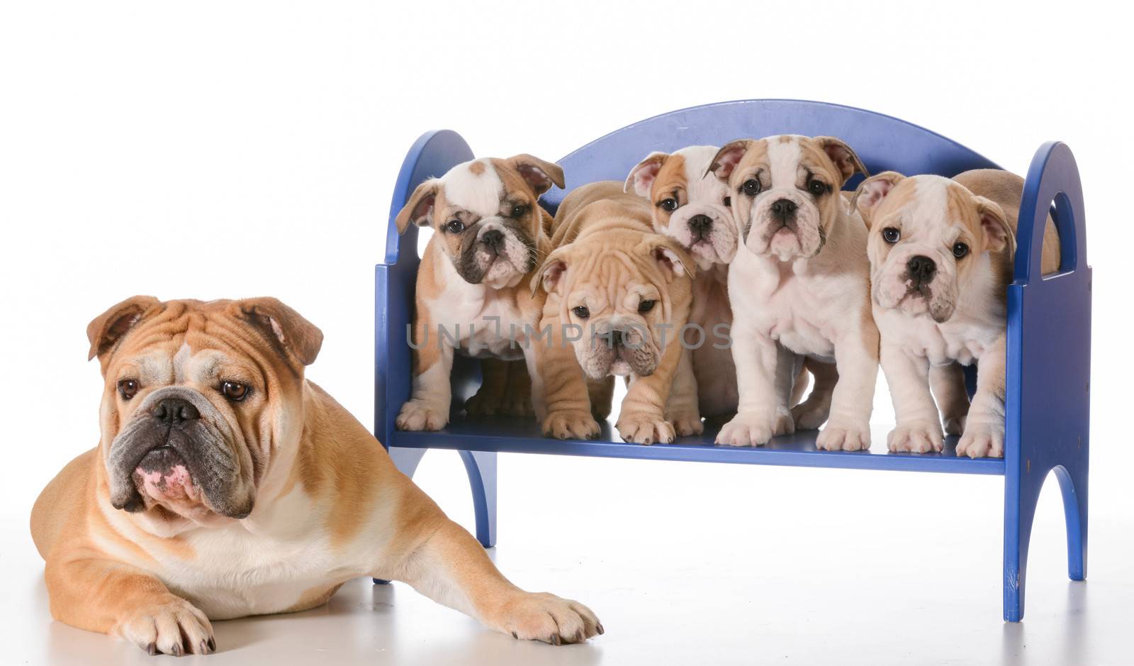 dog family - english bulldog father laying beside litter of puppies sitting on a bench isolated on white background