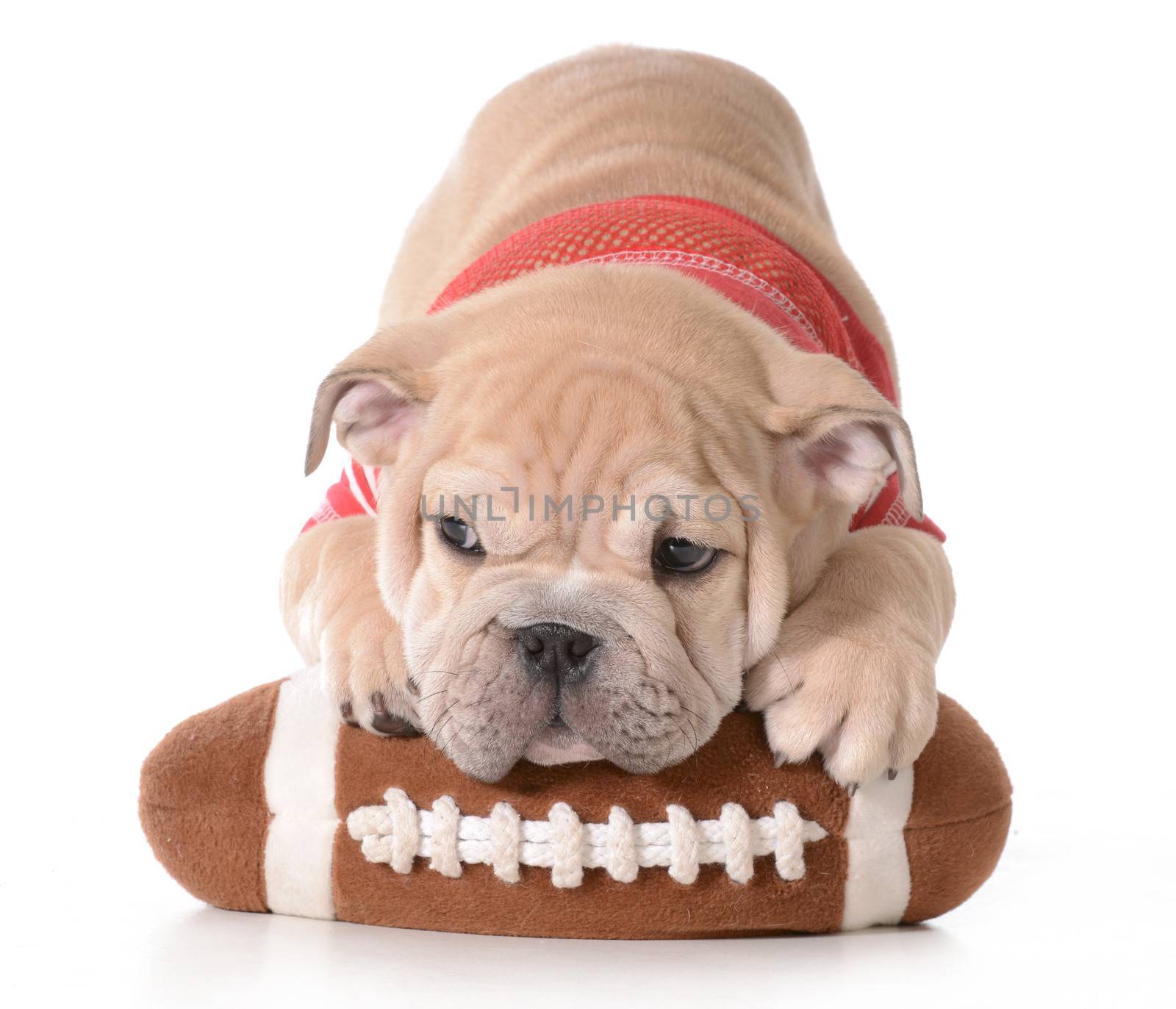 sports hound - english bulldog puppy laying on stuffed football isolated on white background - 9 weeks old
