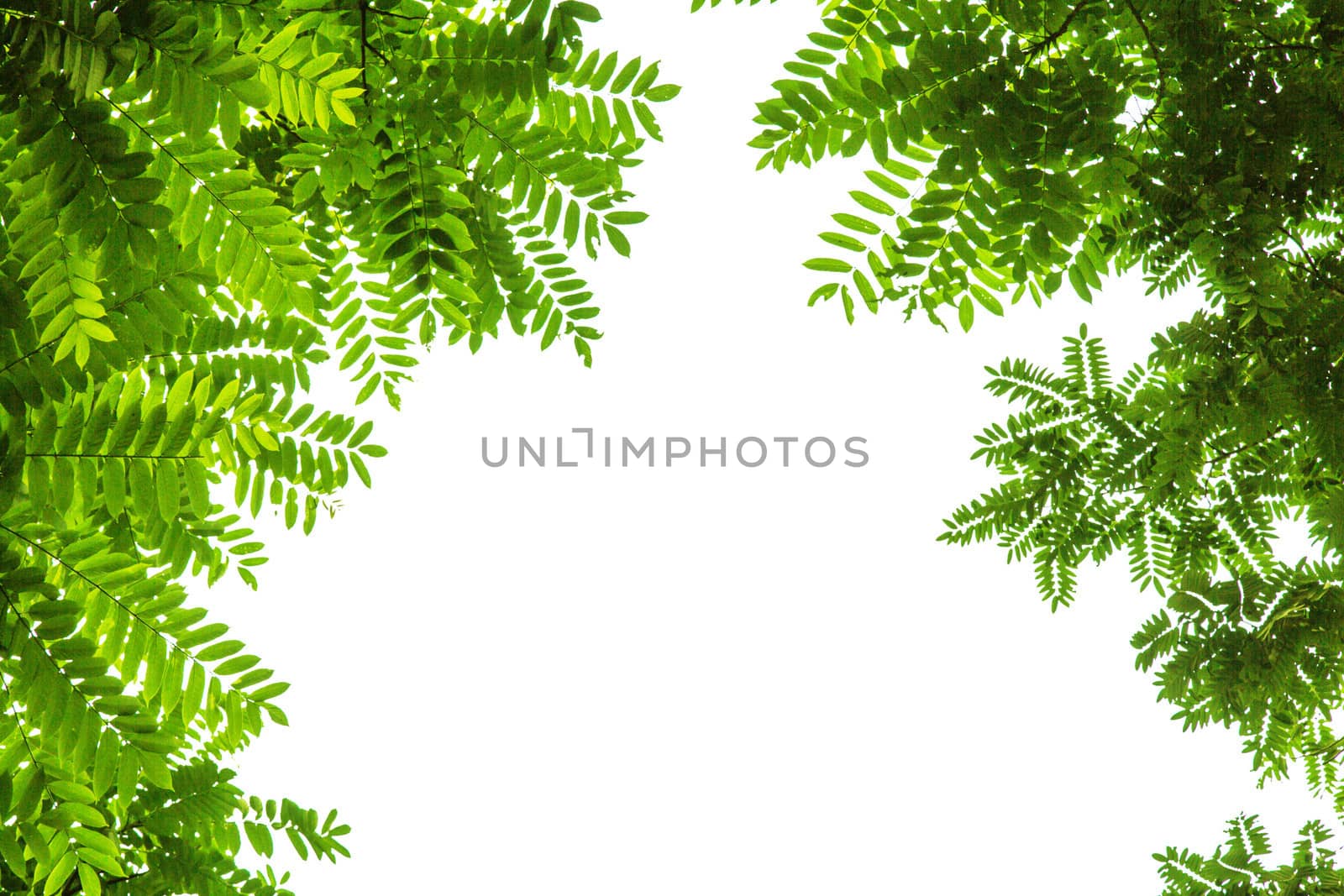 Green leaves with frame on white background