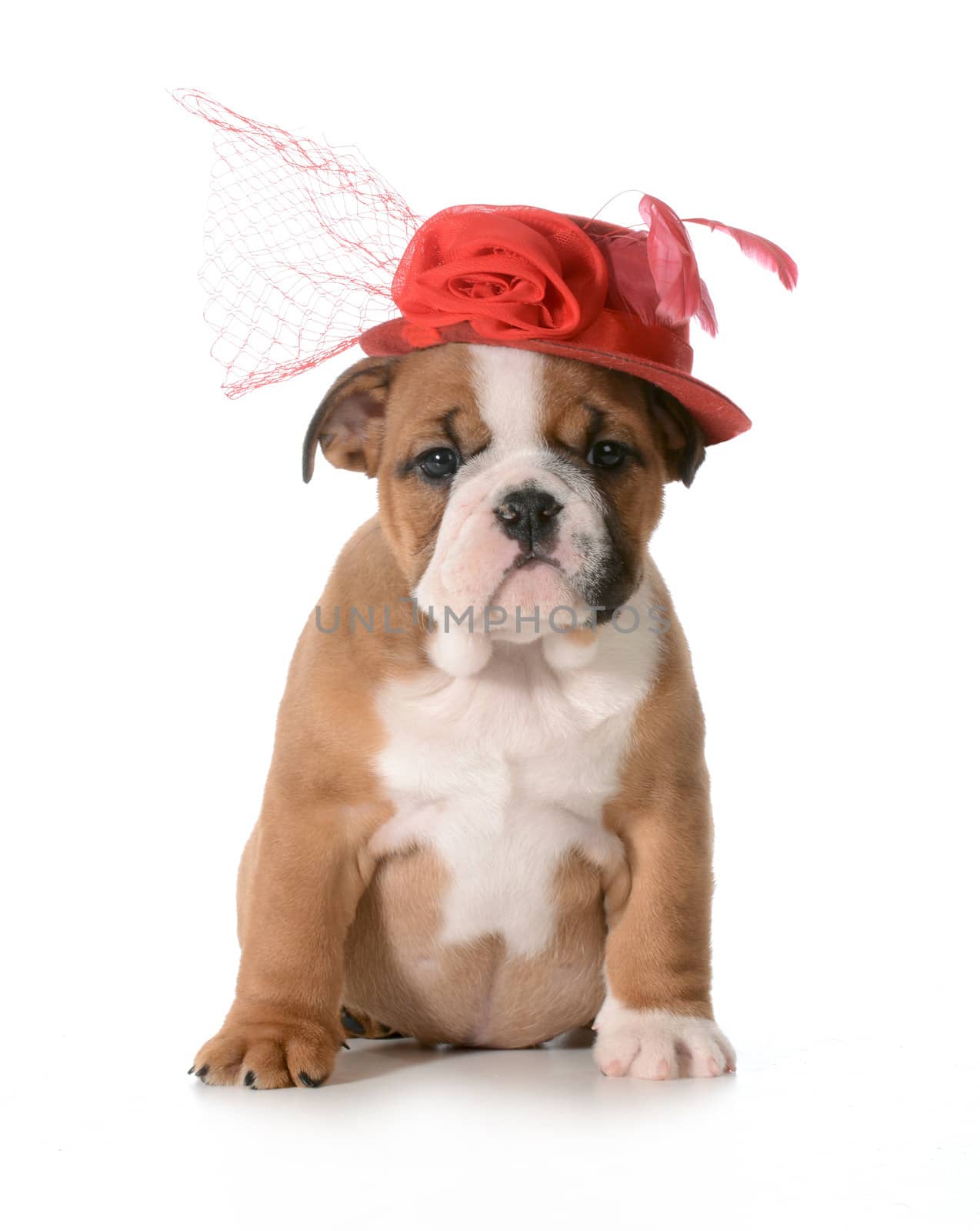 female puppy - english bulldog wearing red hat isolated on white background - 7 weeks old