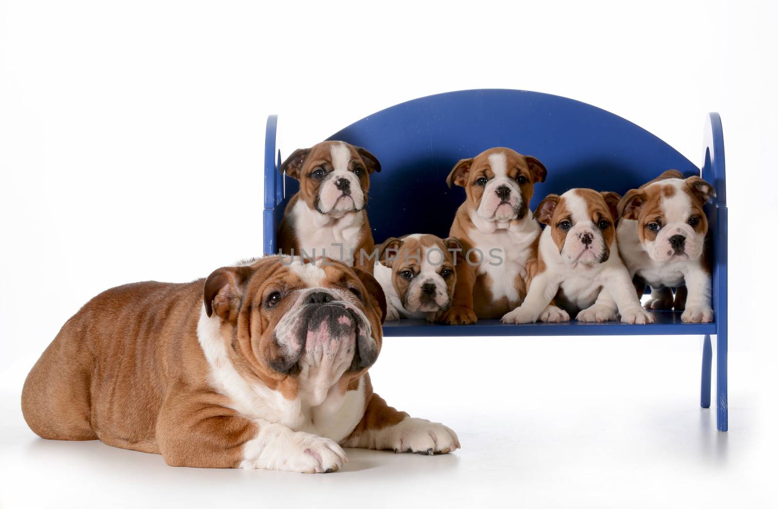 dog family - english bulldog father with five puppies sitting on a bench isolated on white background - pups 8 weeks old
