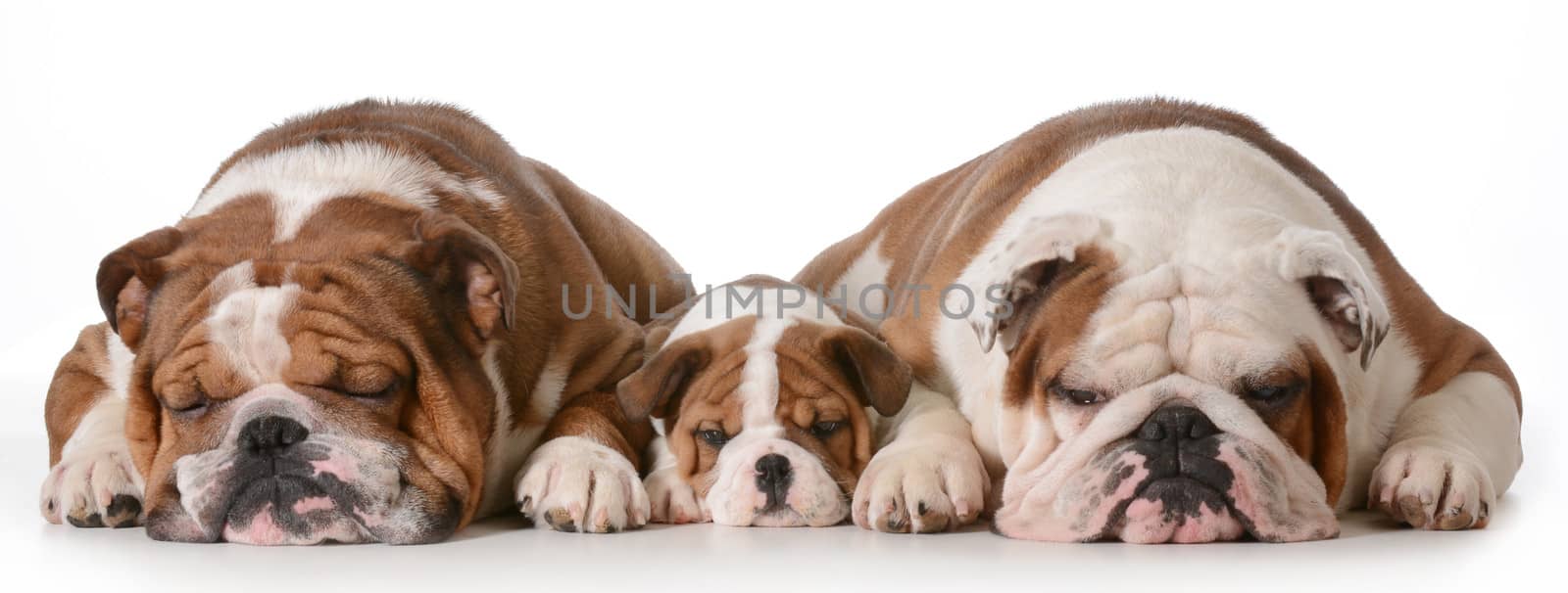 father son and grandson dogs - english bulldogs with three generations laying down side by side isolated on white background - father two years, son 10 weeks, grandfather 4 years
