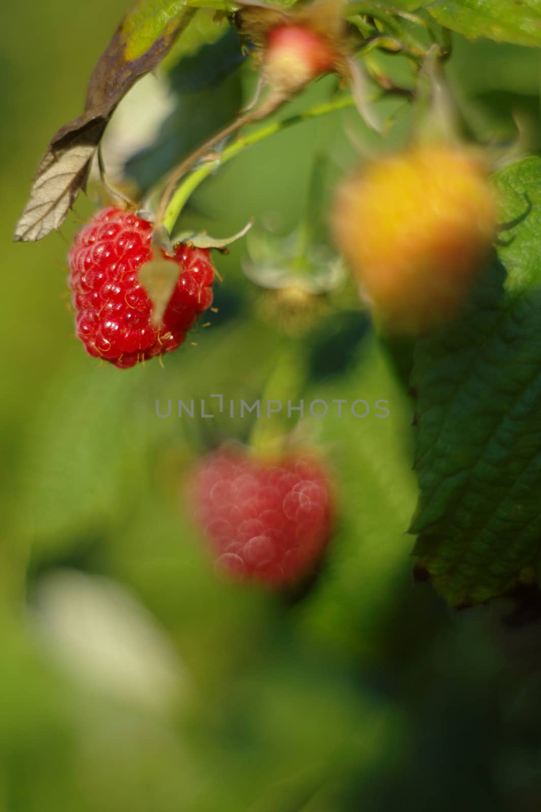 raspberry on a twig