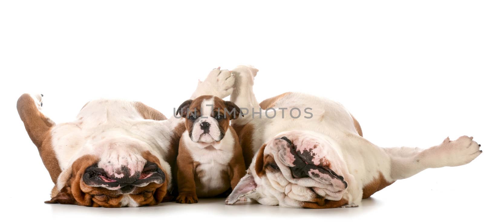 dog family - english bulldog family - father, son and grandfather isolated on white background