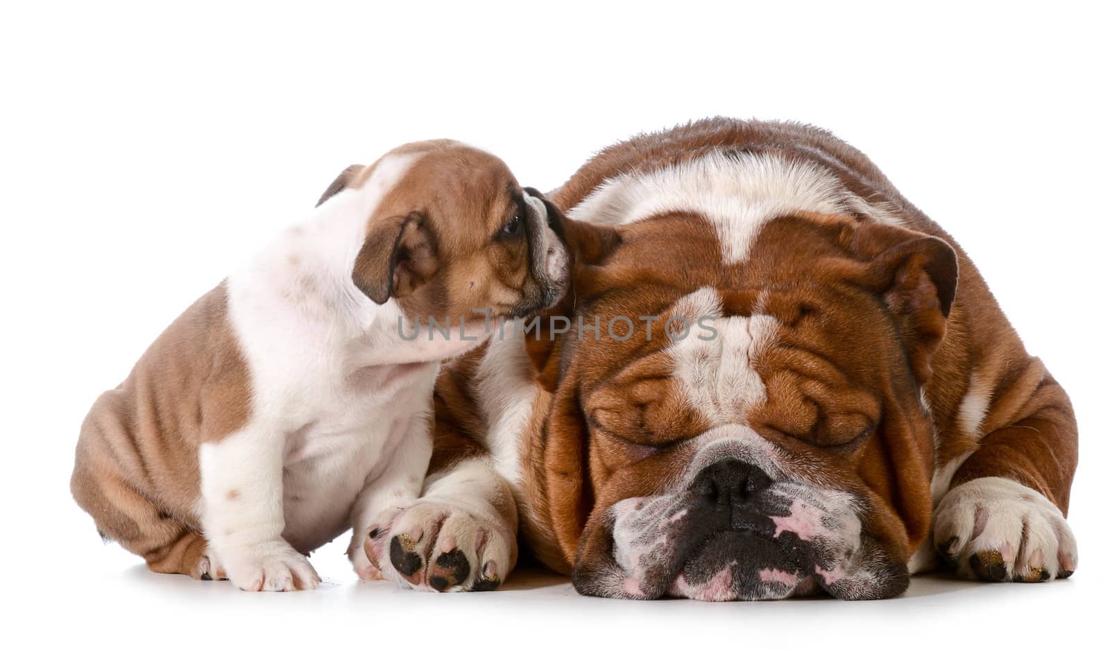 telling secrets - english bulldog puppy telling his father a secret isolated on white background - 8 weeks old