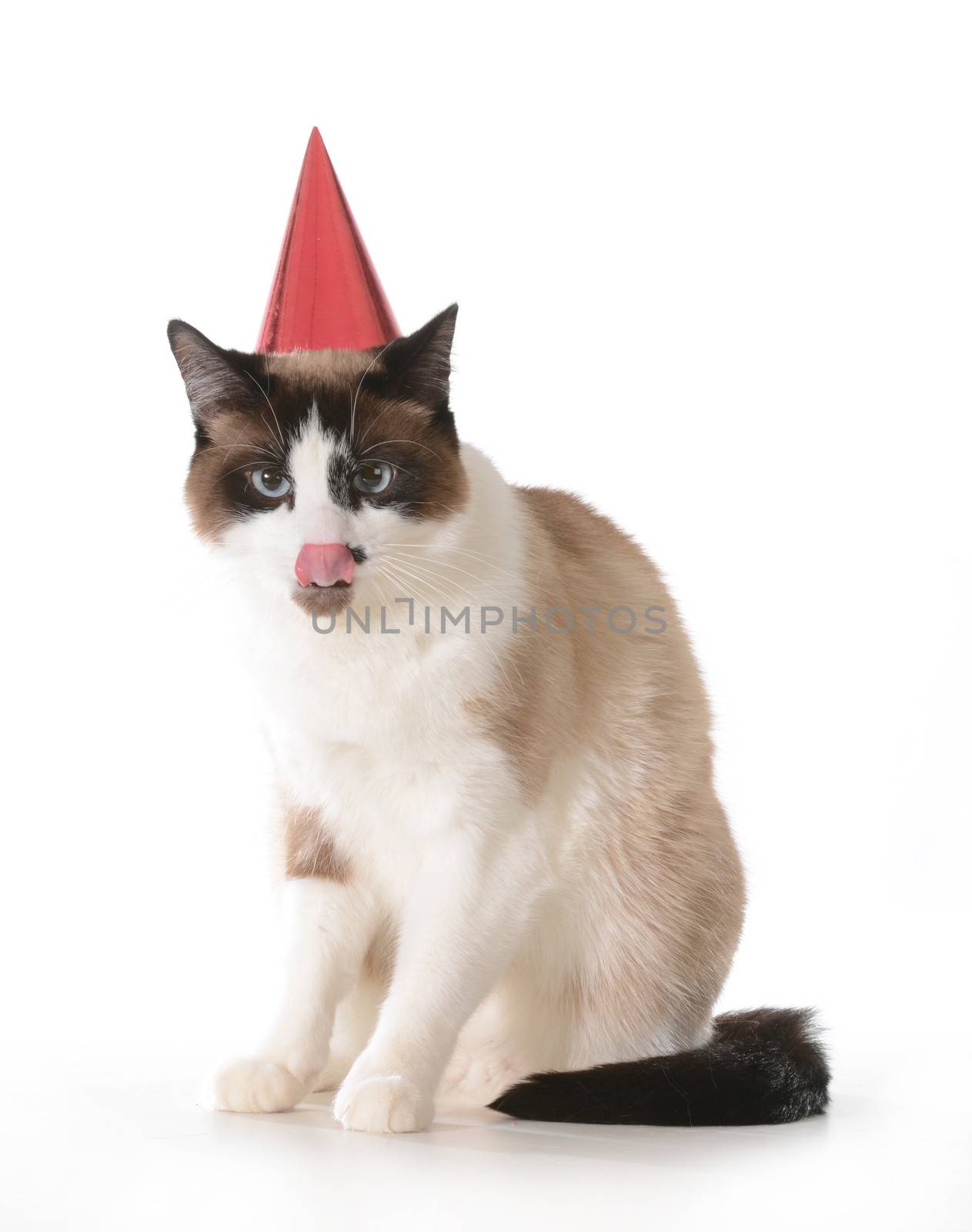 cat birthday - ragdoll cat wearing red birthday hat licking lips isolated on white background