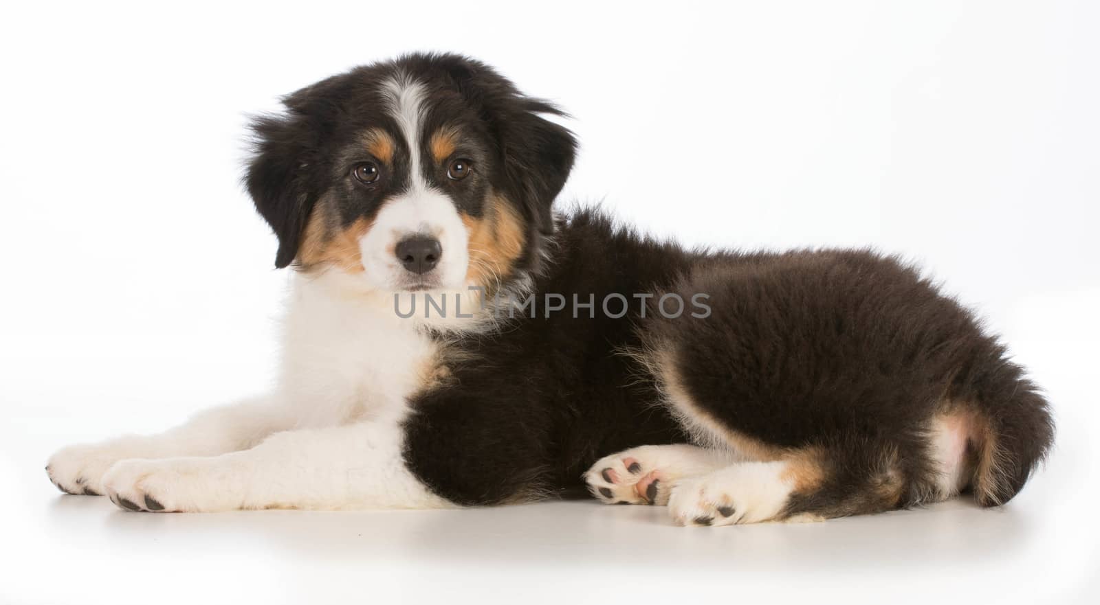 Australian Shepherd puppy laying down looking at viewer isolated on white background - 12 weeks old