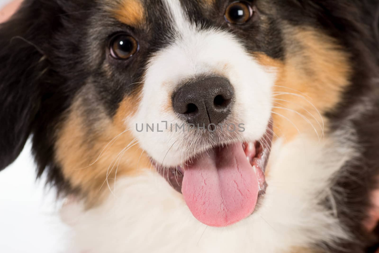 Australian Shepherd puppy looking at viewer  - 12 weeks old