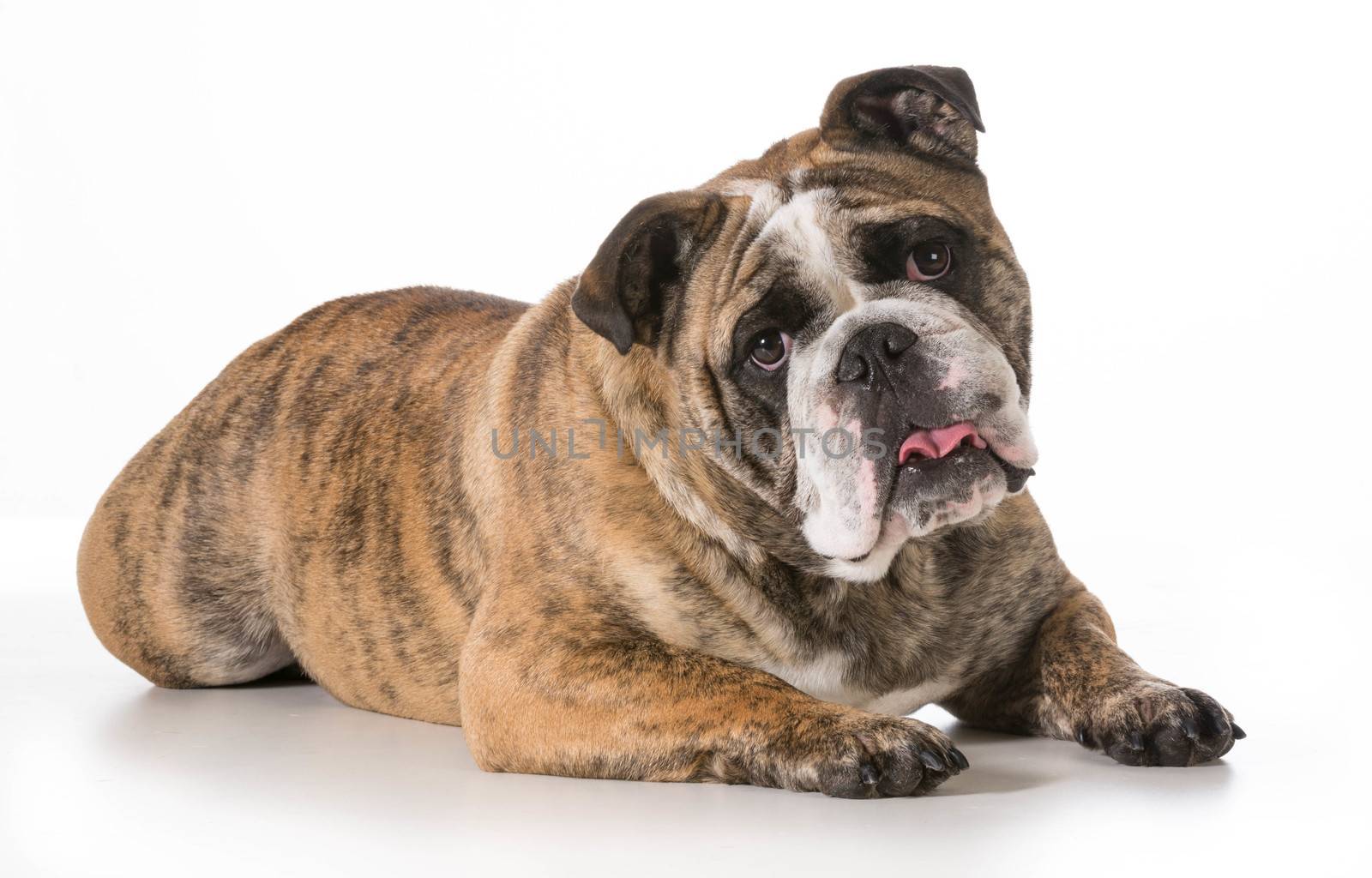 english bulldog by willeecole123