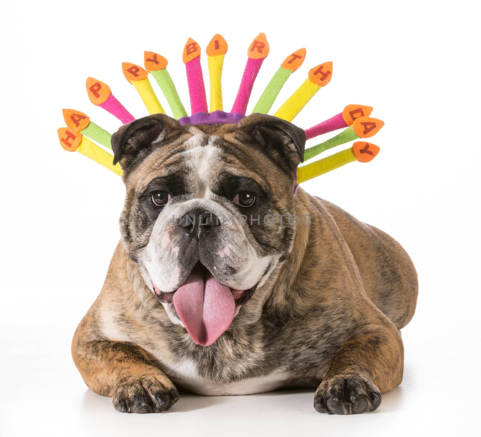 birthday dog - english bulldog wearing happy birthday hat - 2 year old brindle male