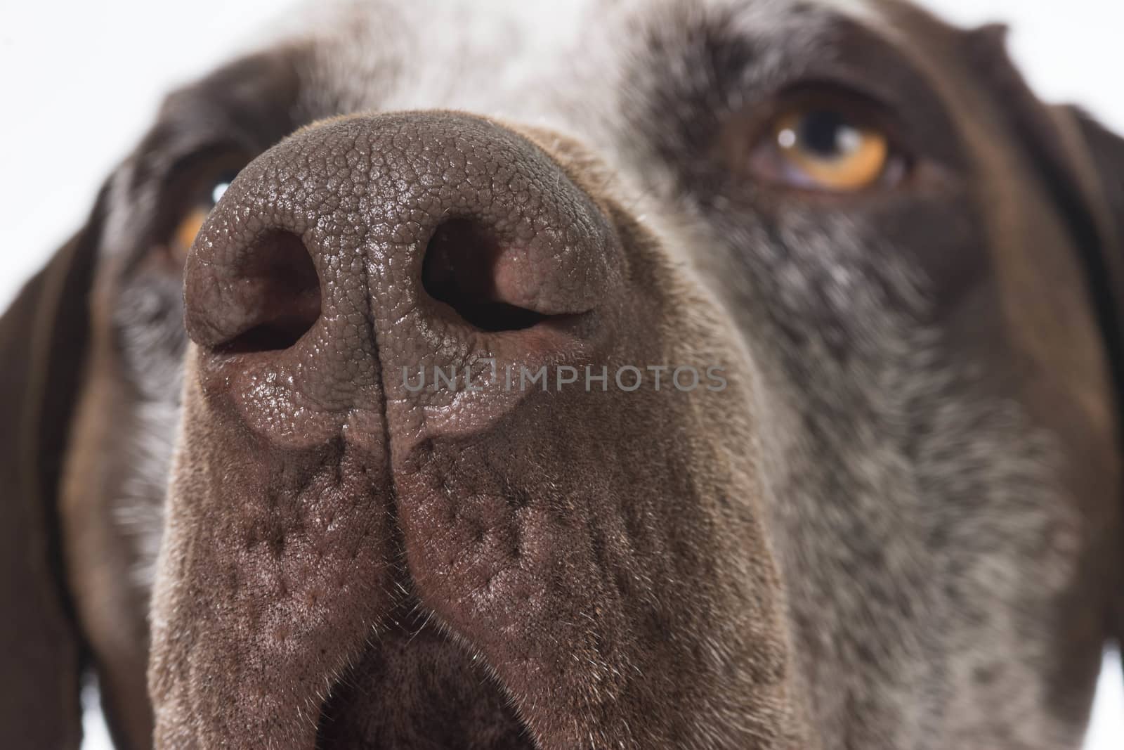 dog nose by willeecole123