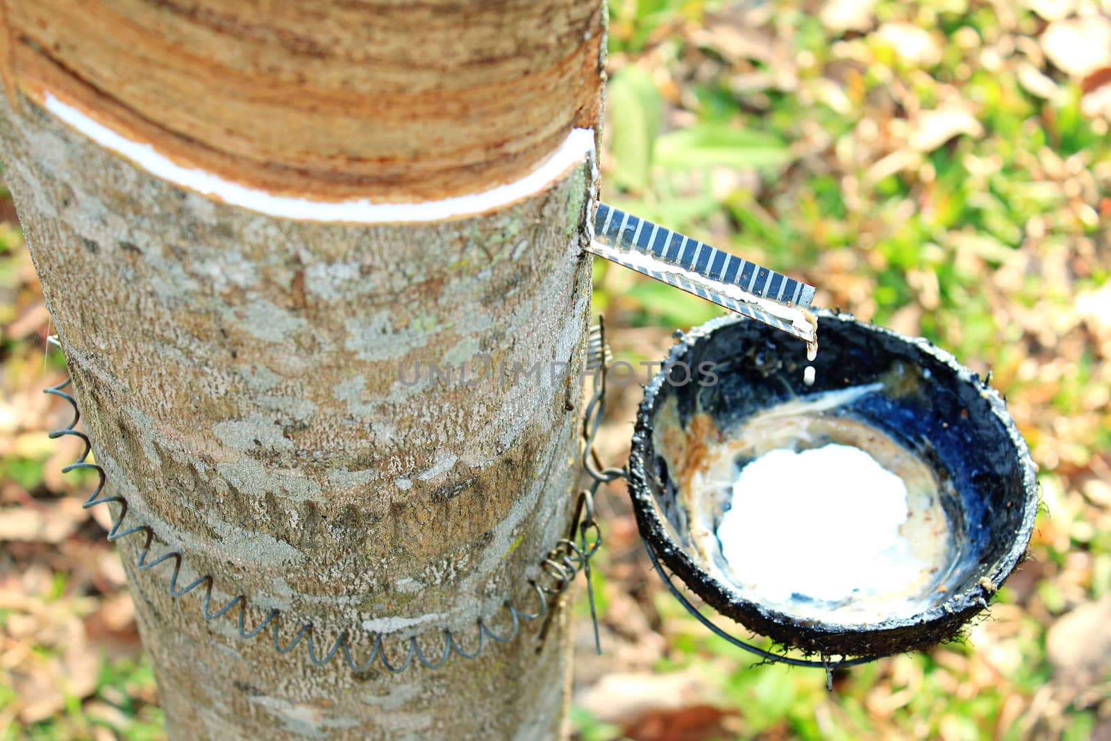 Rubber tree