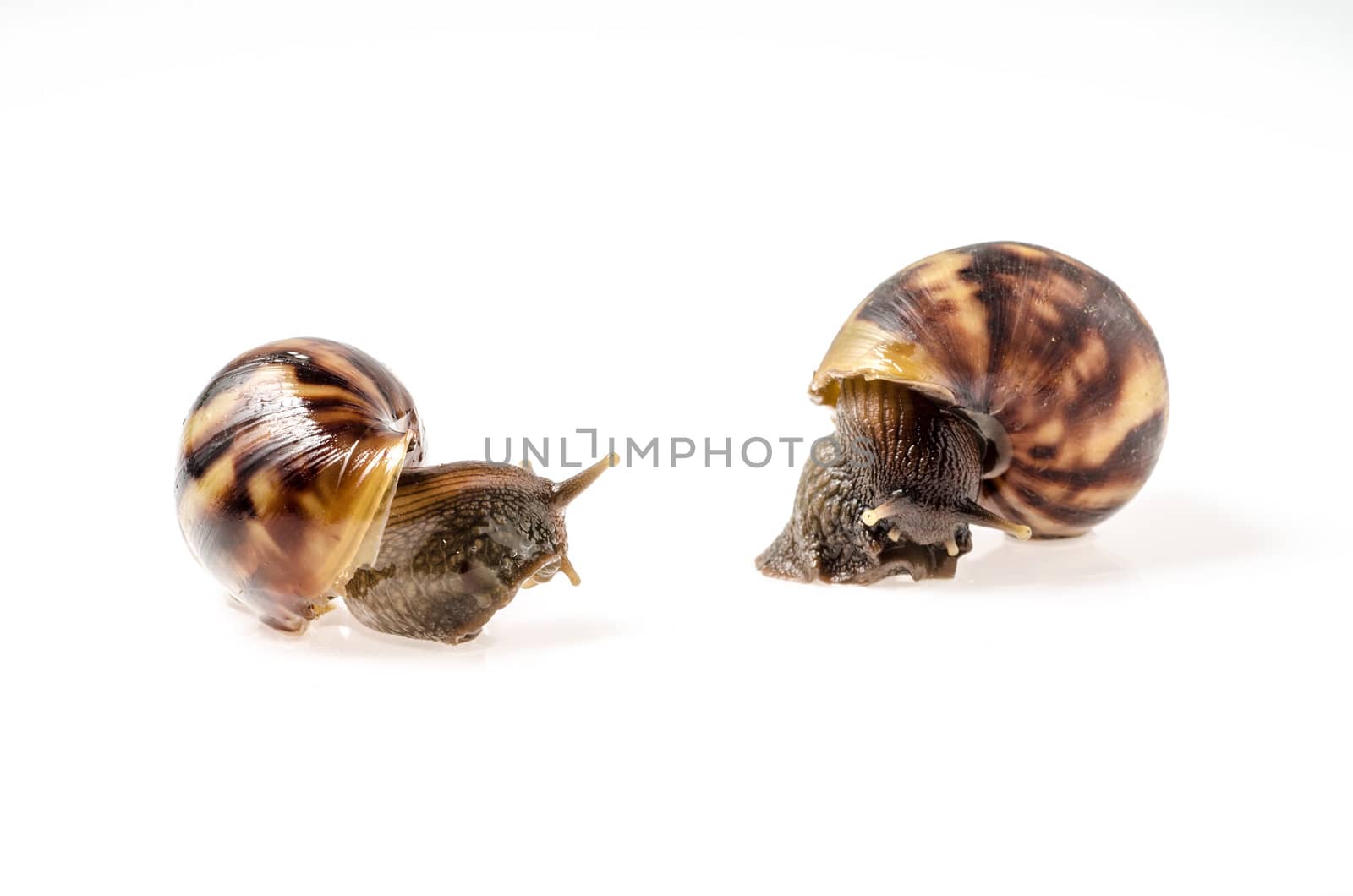 two Garden snail isolated on white. by 9george