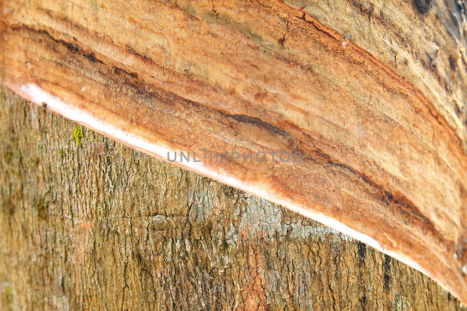 Rubber tree