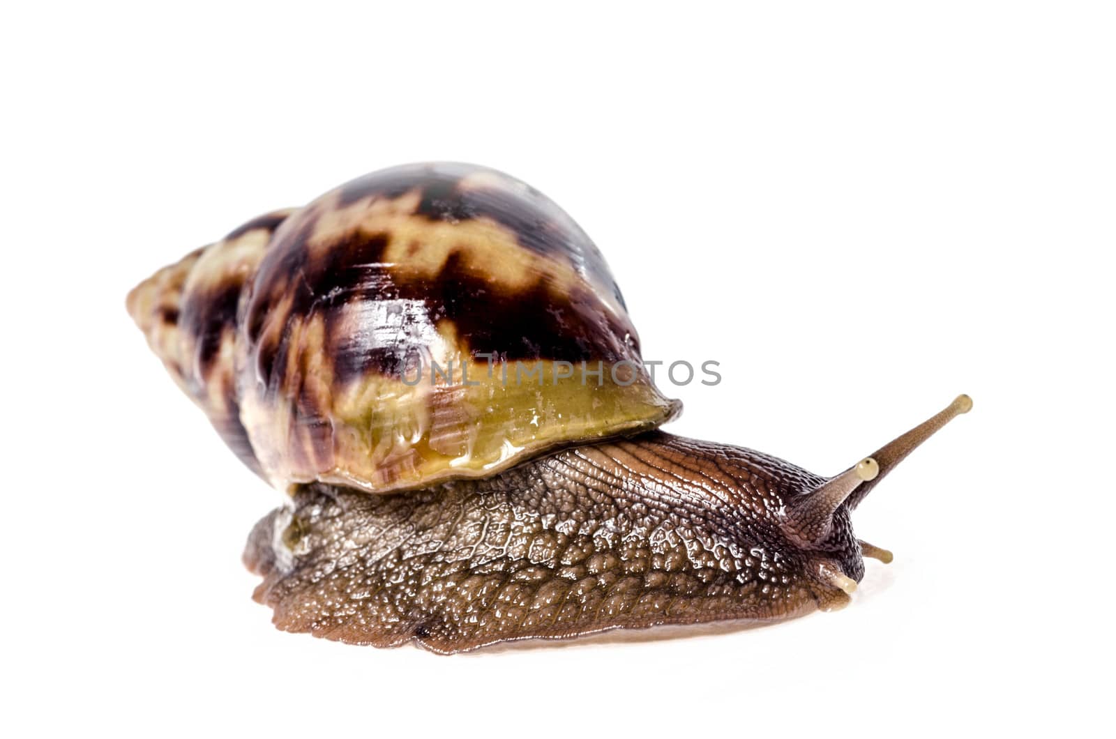 Garden snail isolated on white. by 9george