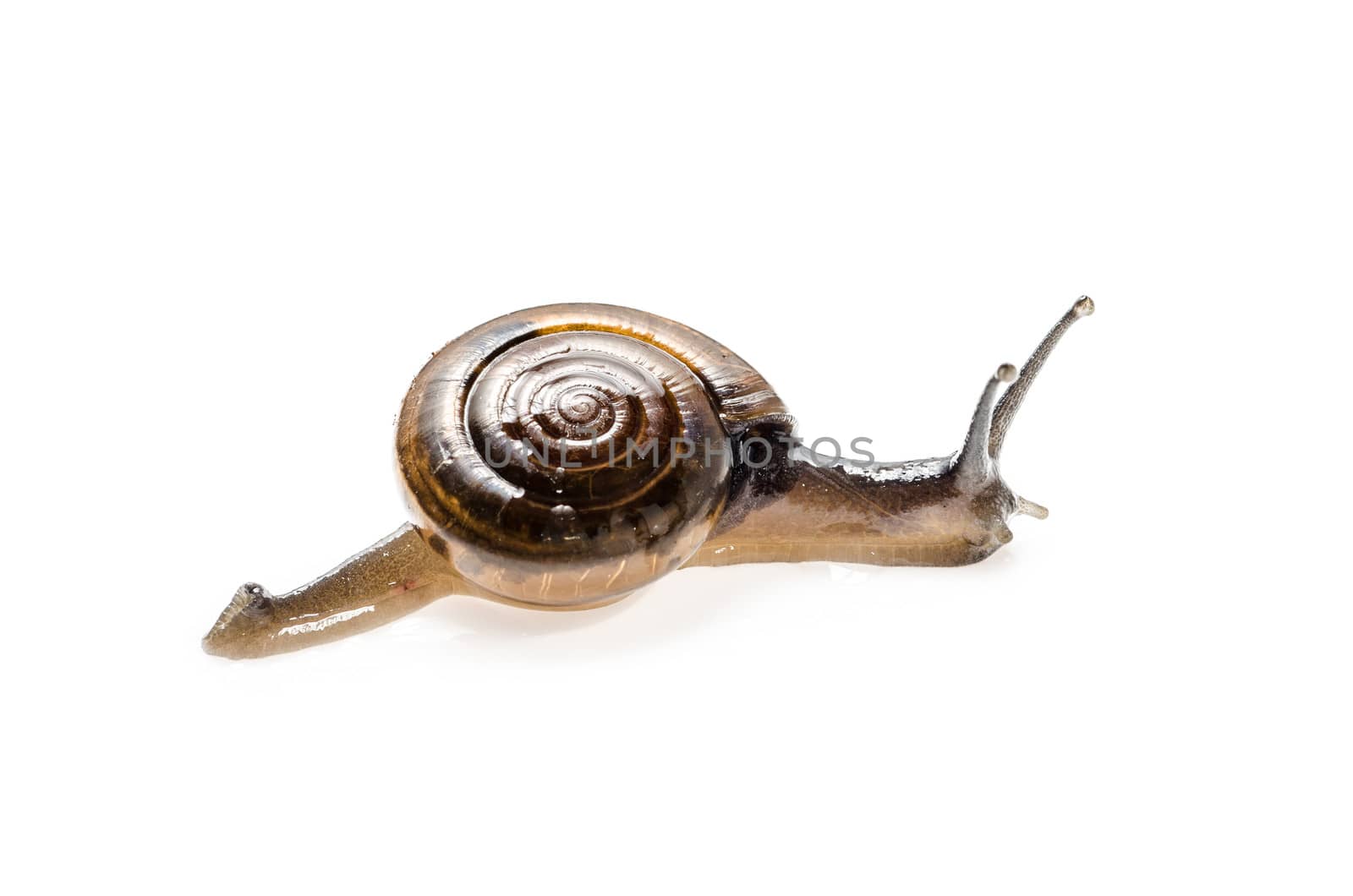 small garden snail isolated on white. : Clipping path included
