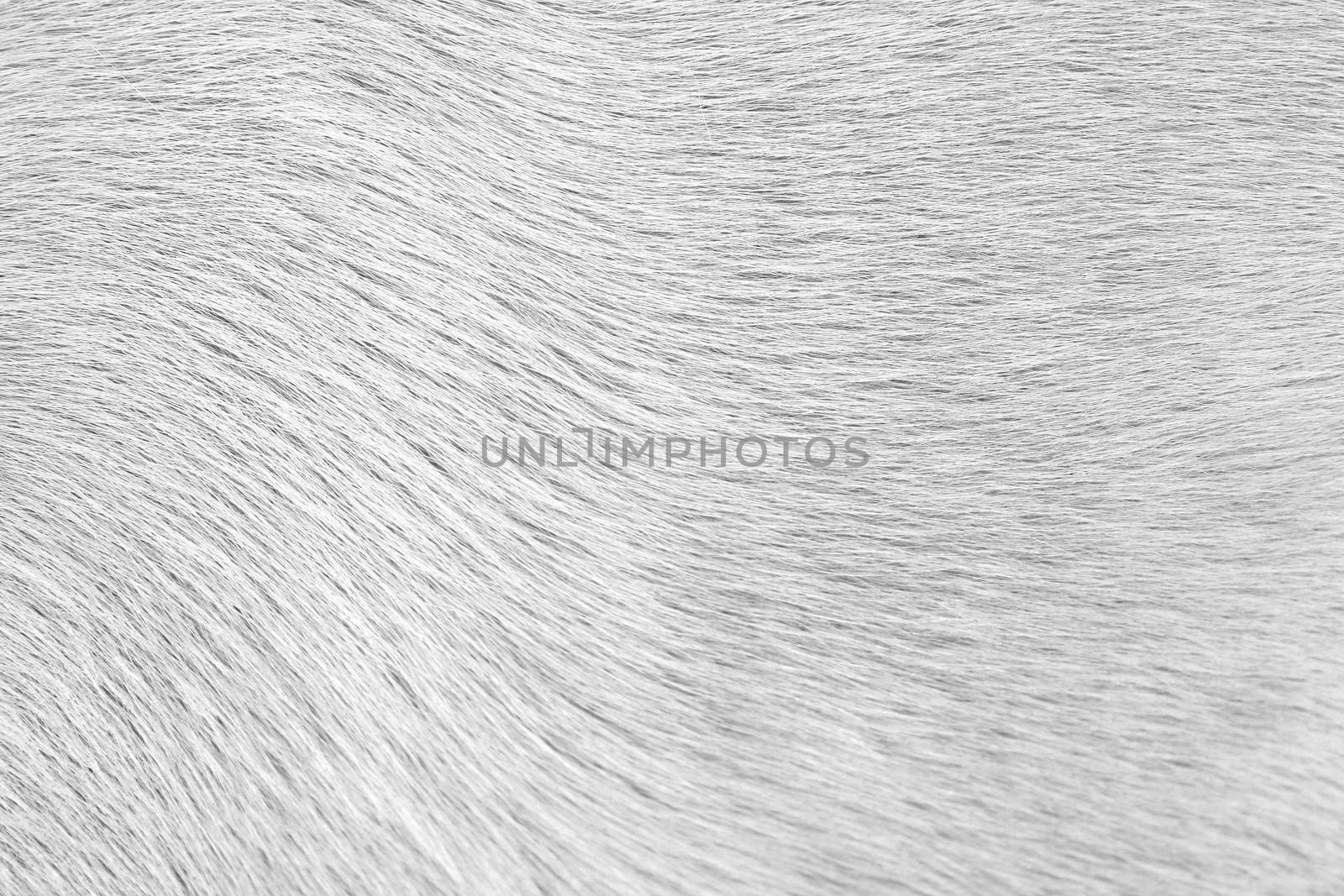 Close-up of dog fur