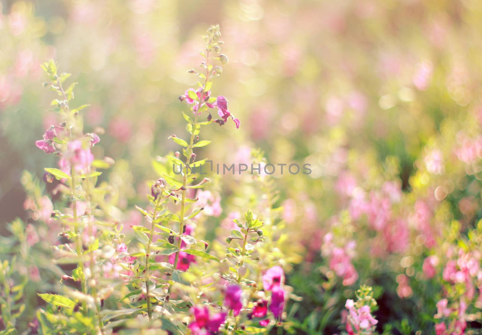 Vintage flowers background