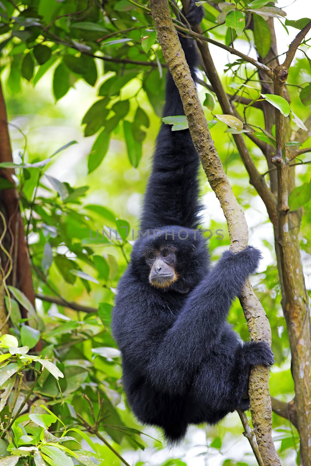 Siamang Gibbon hanging in the trees in Malaysia