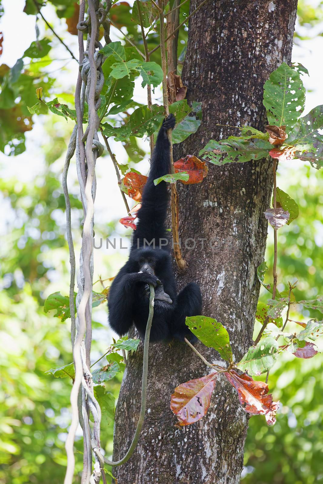 Siamang Gibbon hanging in the trees in Malaysia