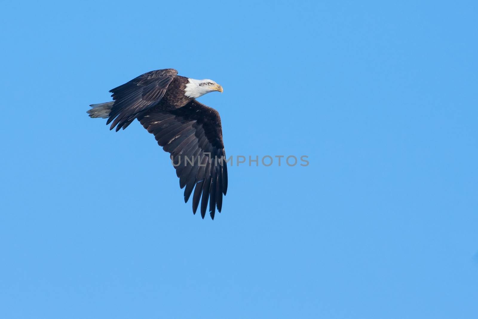 American Bald Eagle in flight by Coffee999