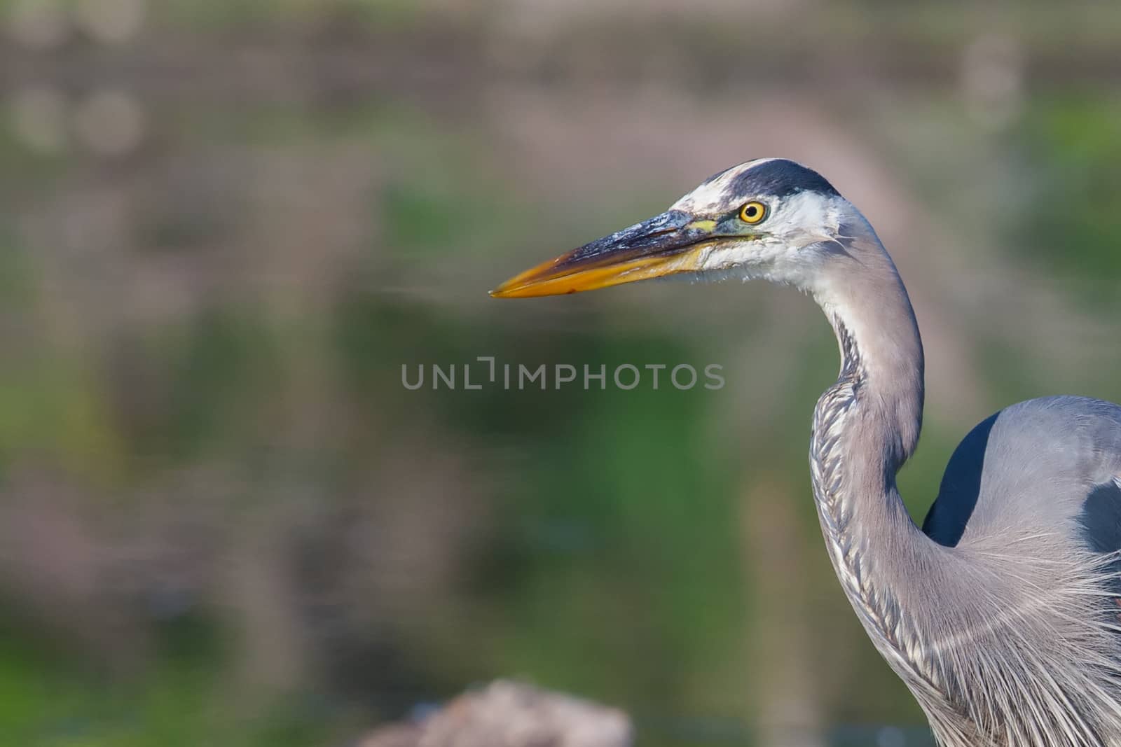 Great Blue Heron fishing in the low lake waters.