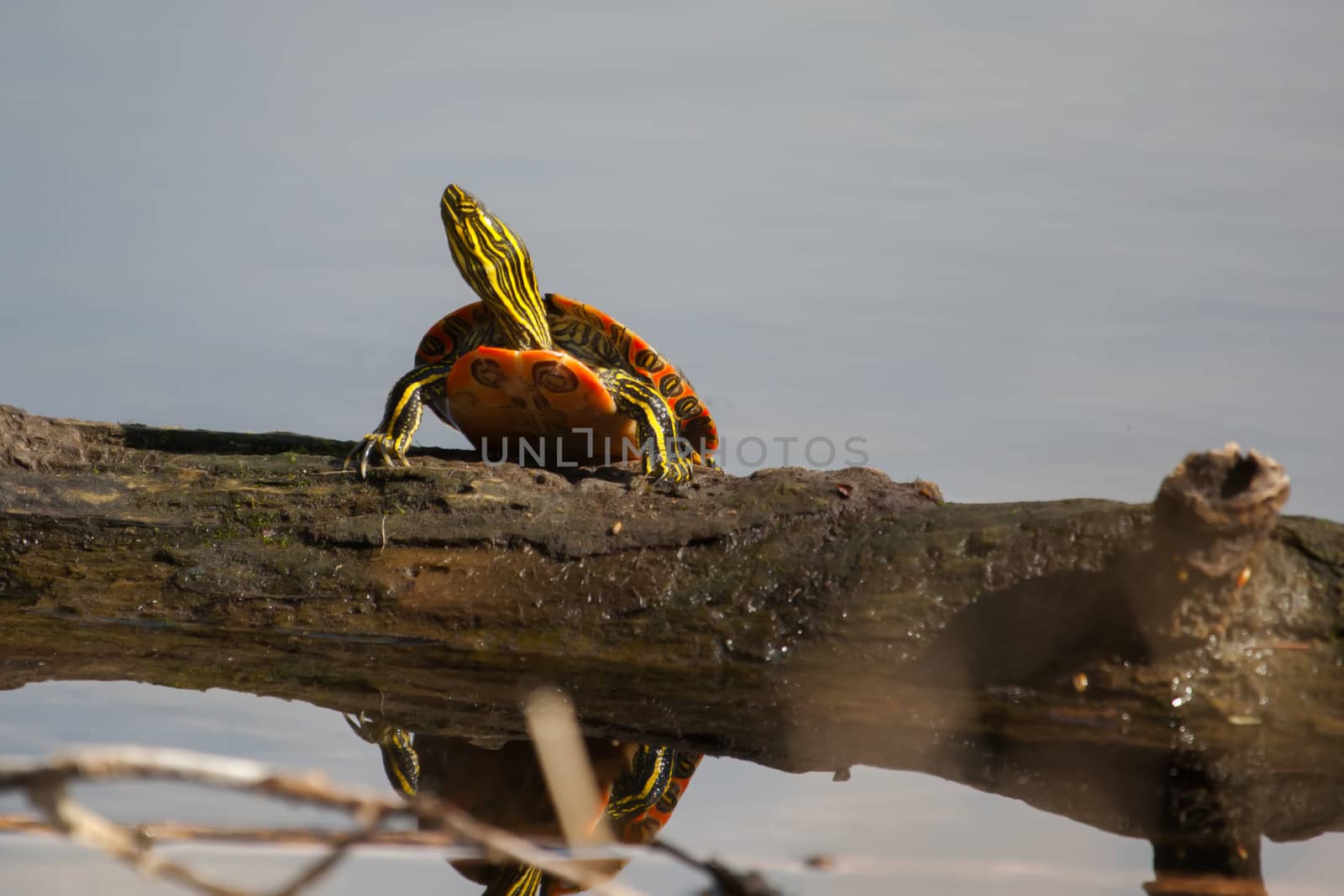 Two Painted Turtle Sunning on a log in soft focus