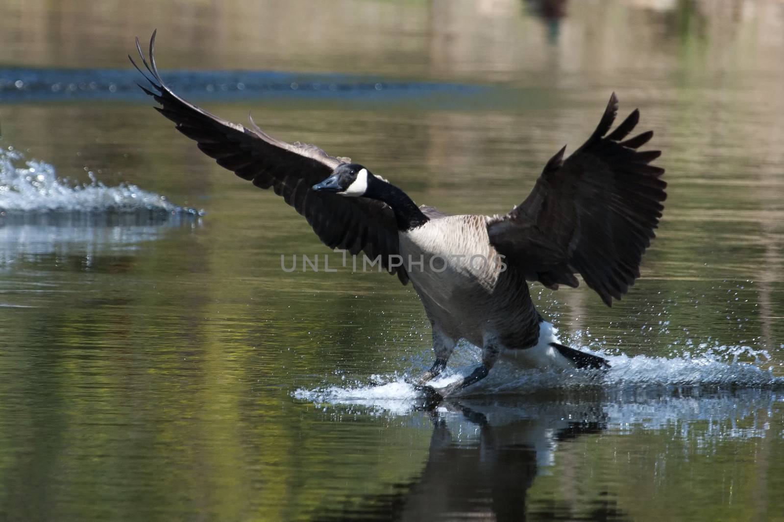 Canadian goose landing on water by Coffee999