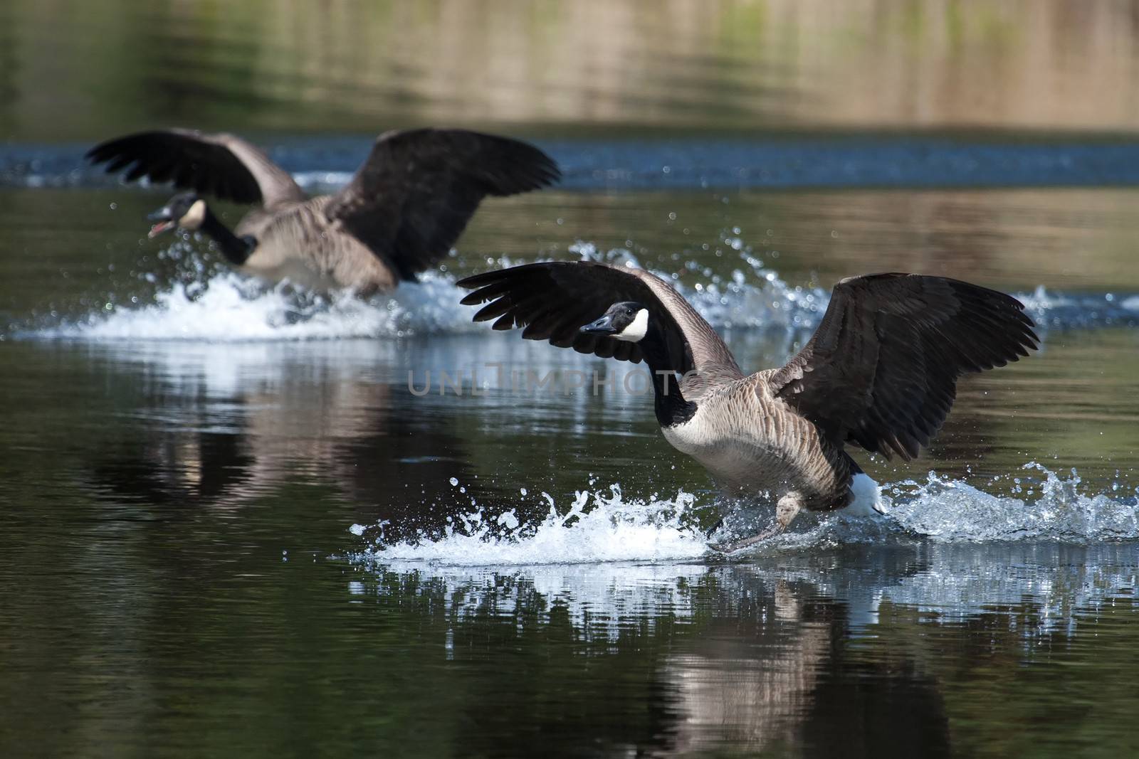 Canadian geese landing in the water on a pond