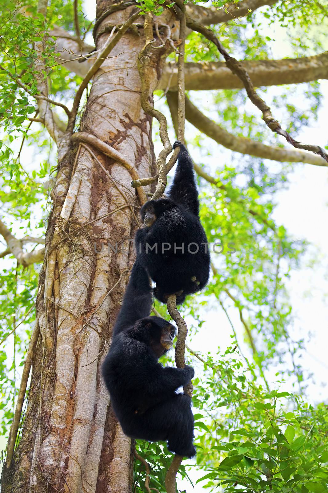 Two Siamang Gibbons hanging in the trees in Malaysia