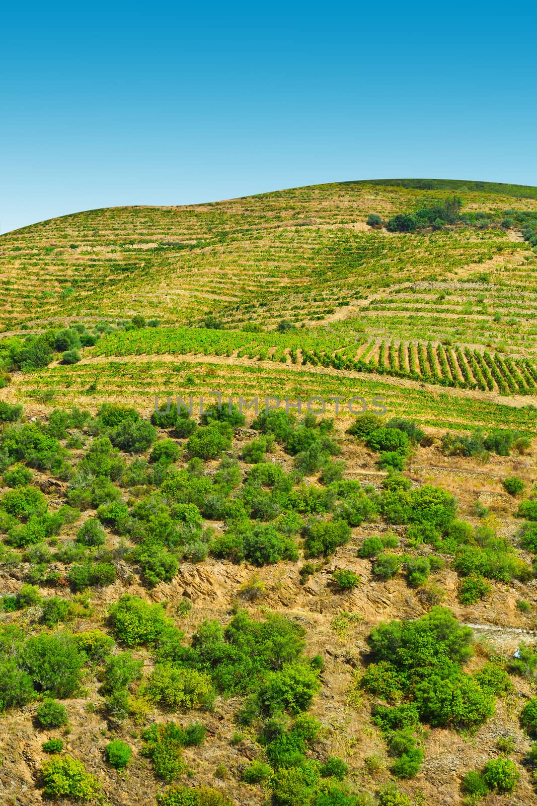 Vineyards on the Hills of Portugal