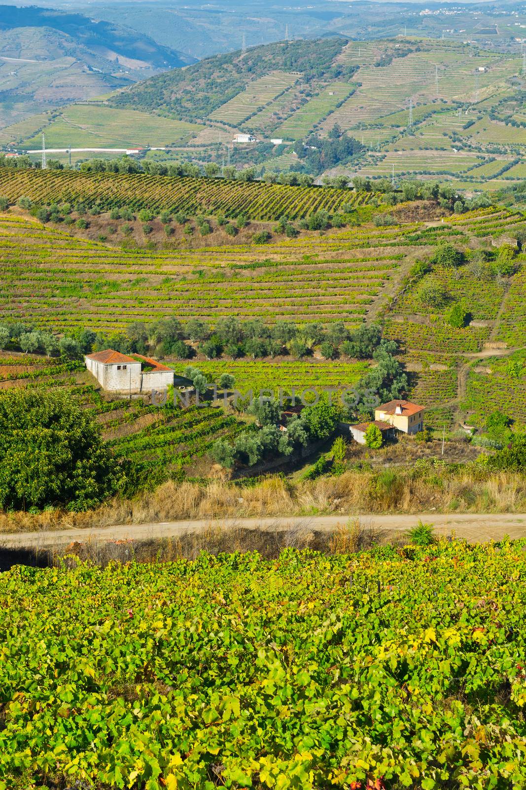 Extensive Vineyards on the Hills of Portugal