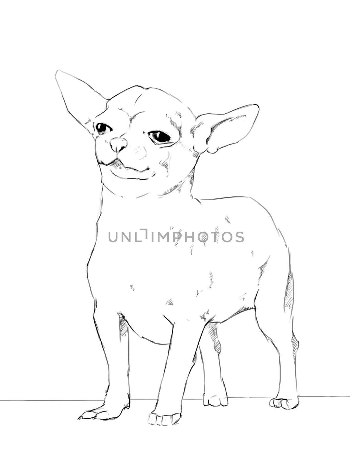 chihuahua is a brave small dog, pencil drawing