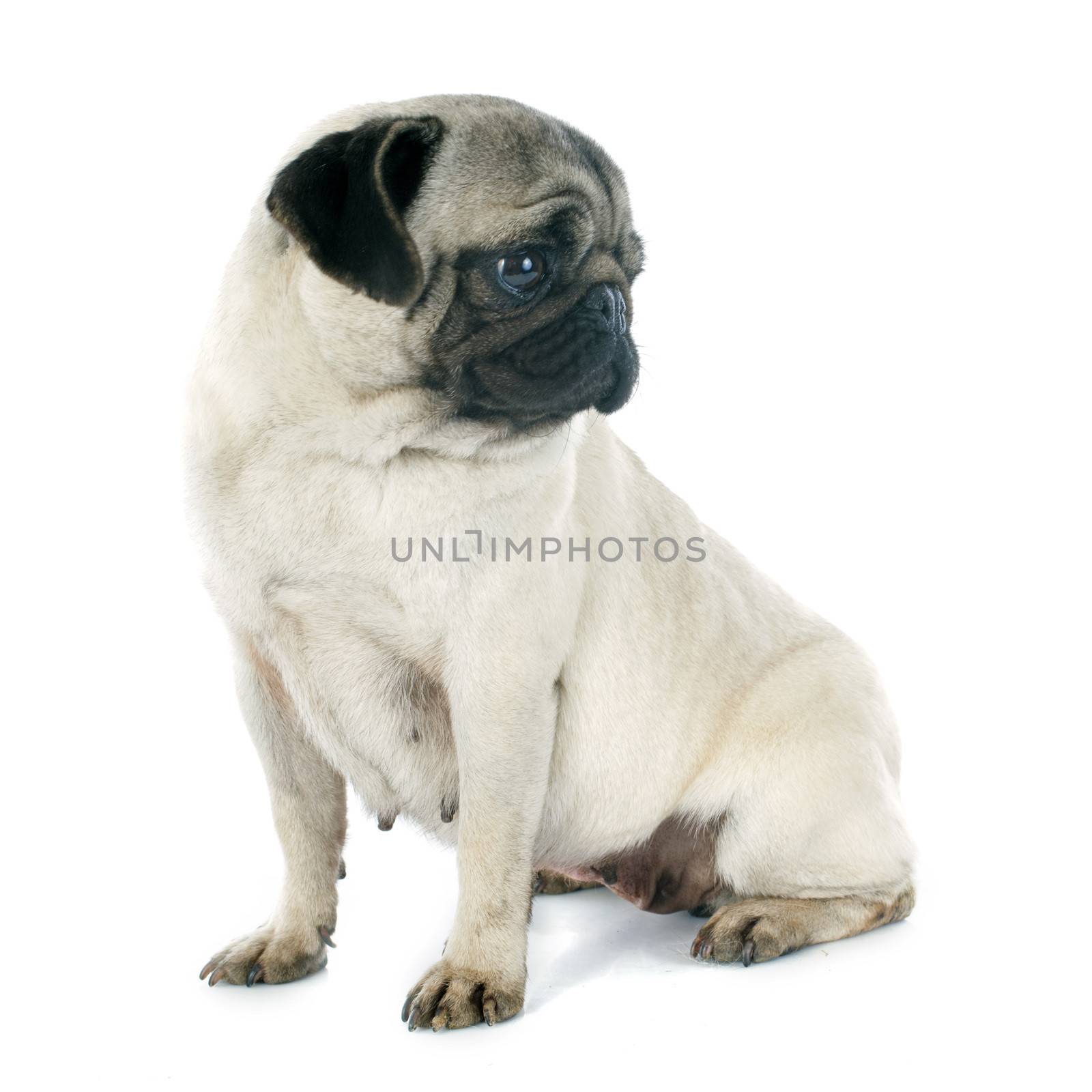 young pug in front of white background
