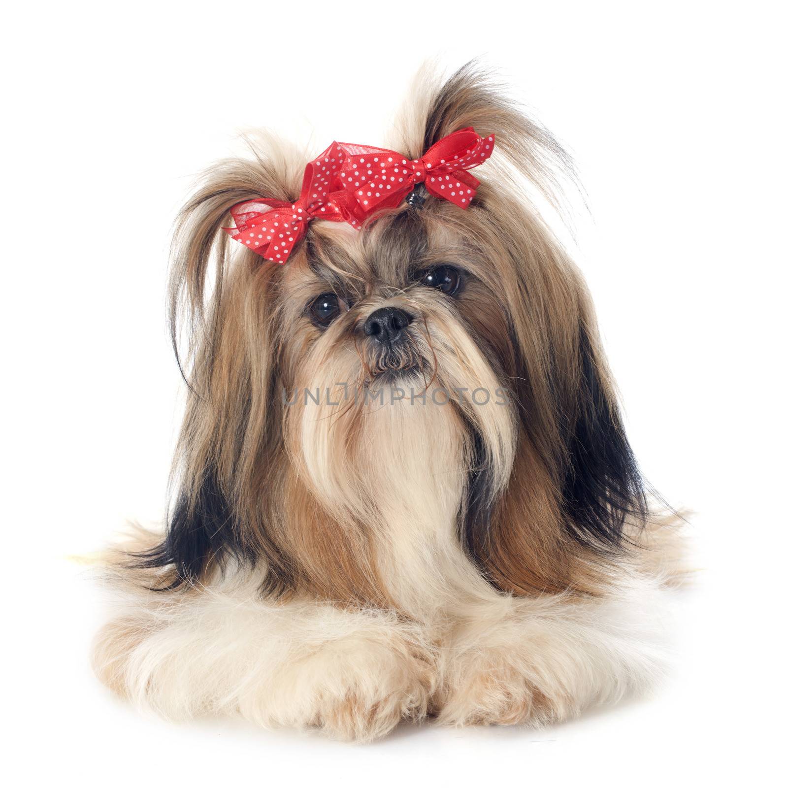 purebred Shih Tzu in front of white background