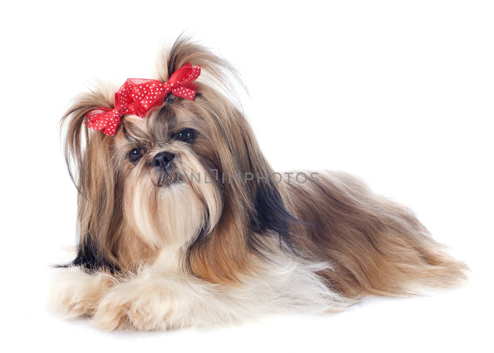 Shih Tzu by cynoclub