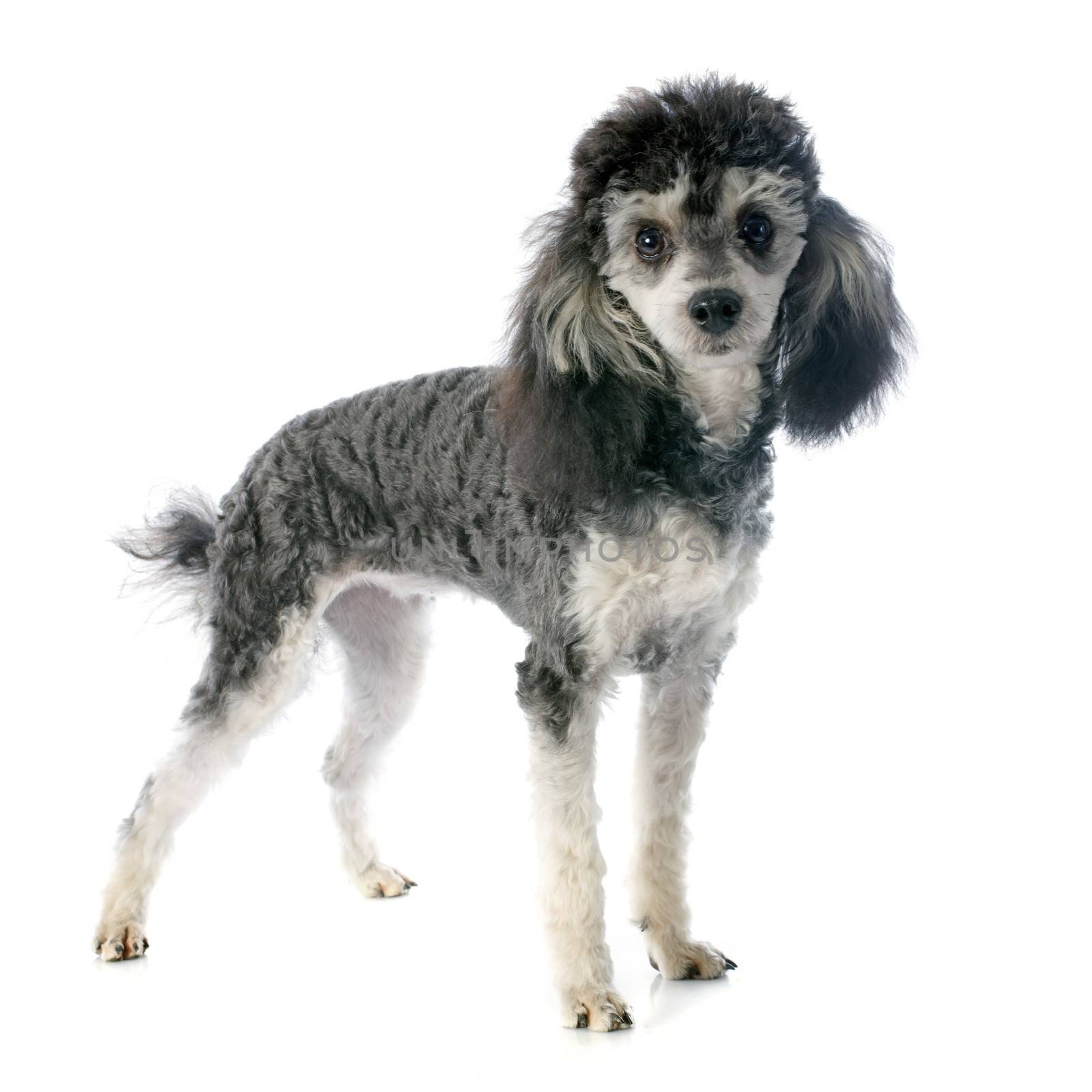 bicolor poodle in front of a white background