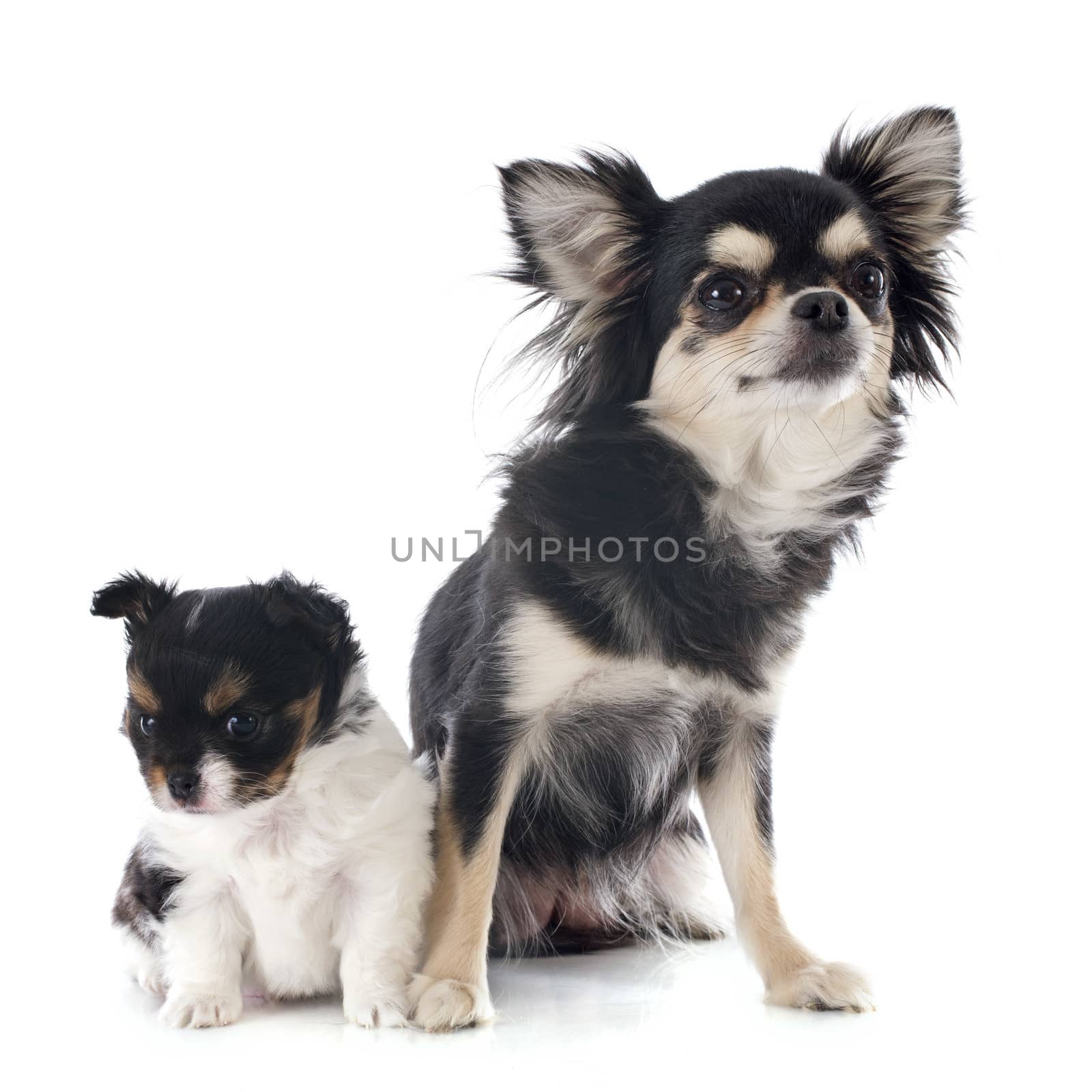 puppy and adult chihuahua by cynoclub