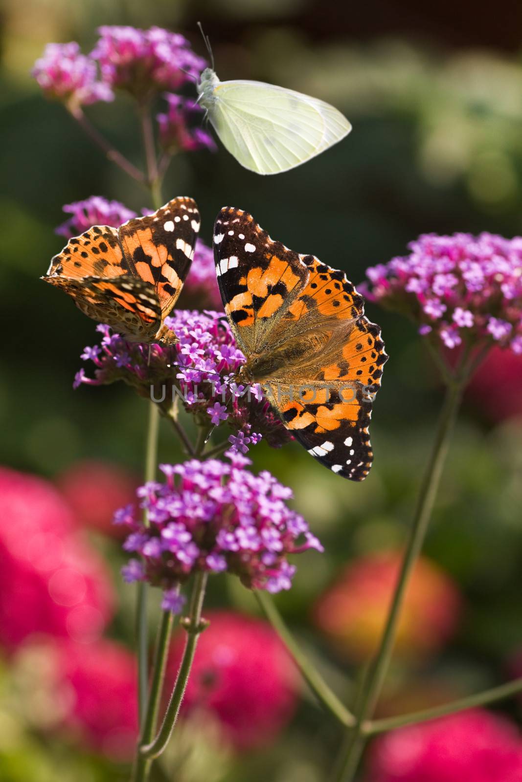 Painted Lady and Small White butterflies feeding on Verbena flowers in summer